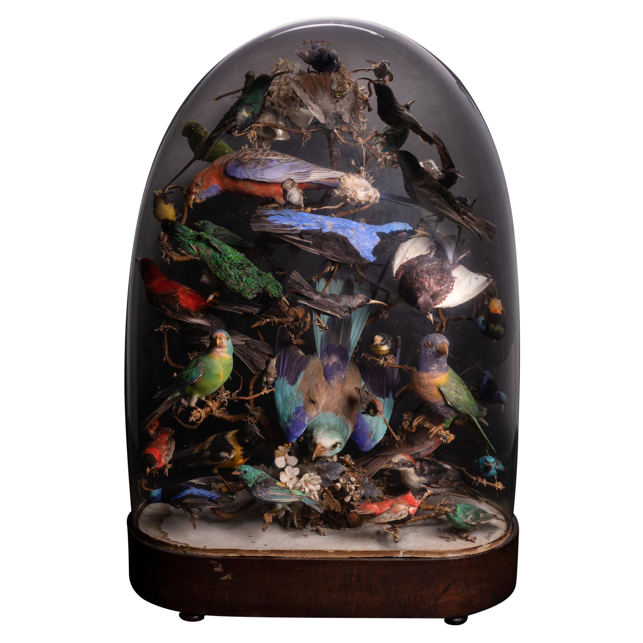 United Kingdom, 1880, Victorian Glass Dome with 36 Exotic Birds