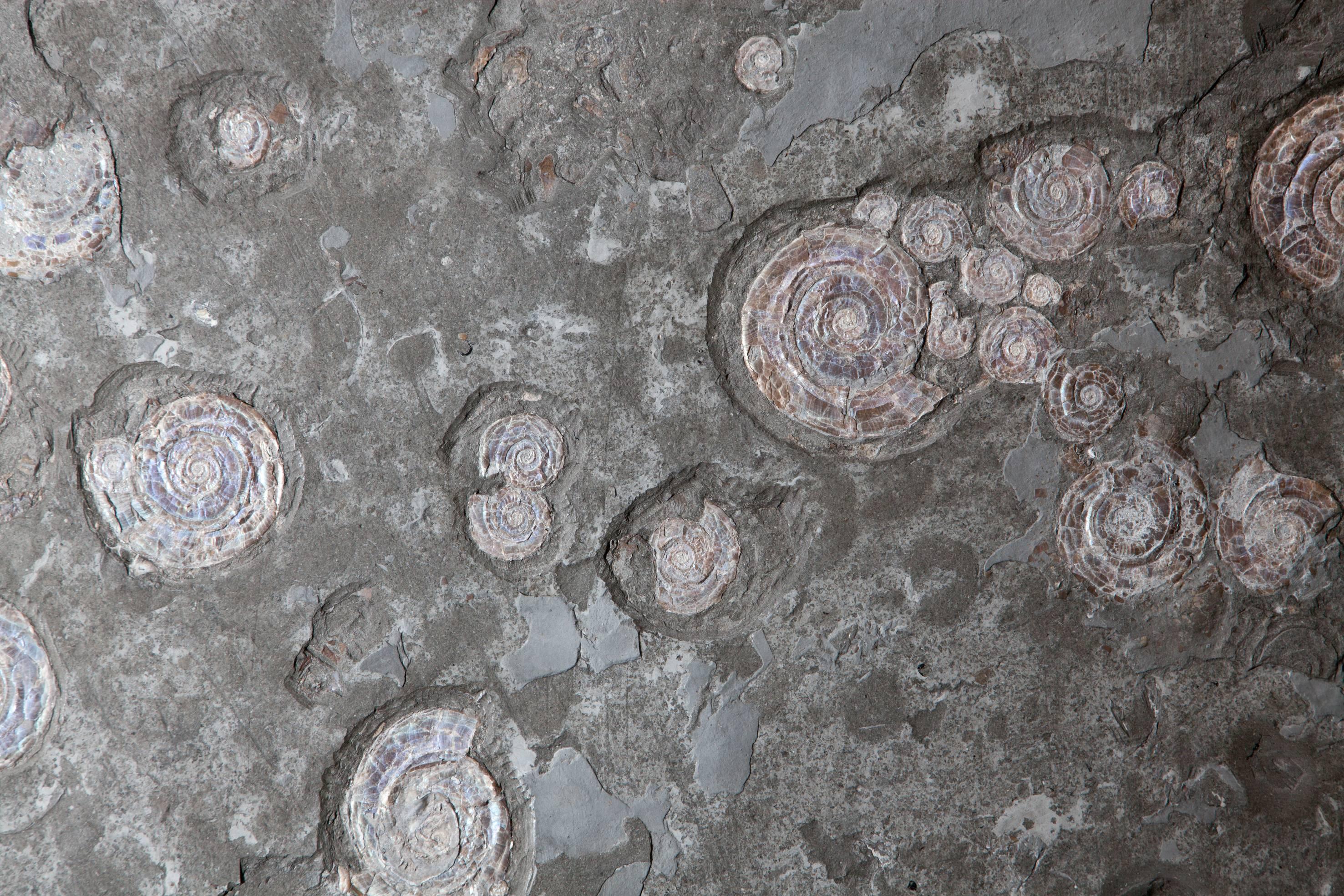 Ammonit-Fossilienteller aus dem Vereinigten Königreich (Britisch) im Angebot