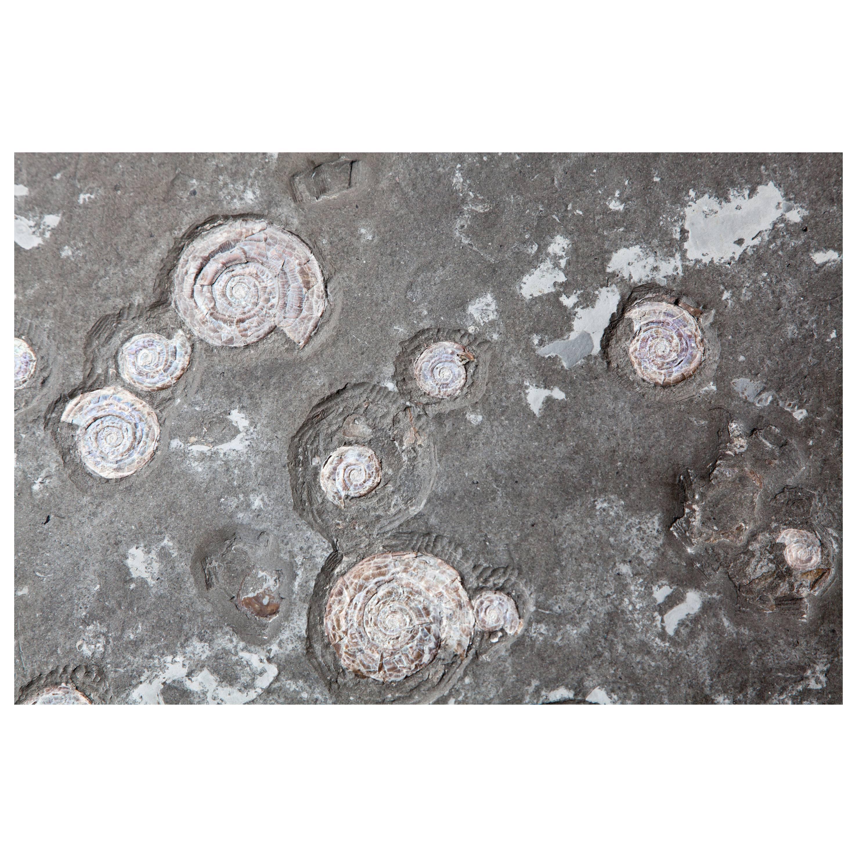United Kingdom Ammonite Fossil Plate