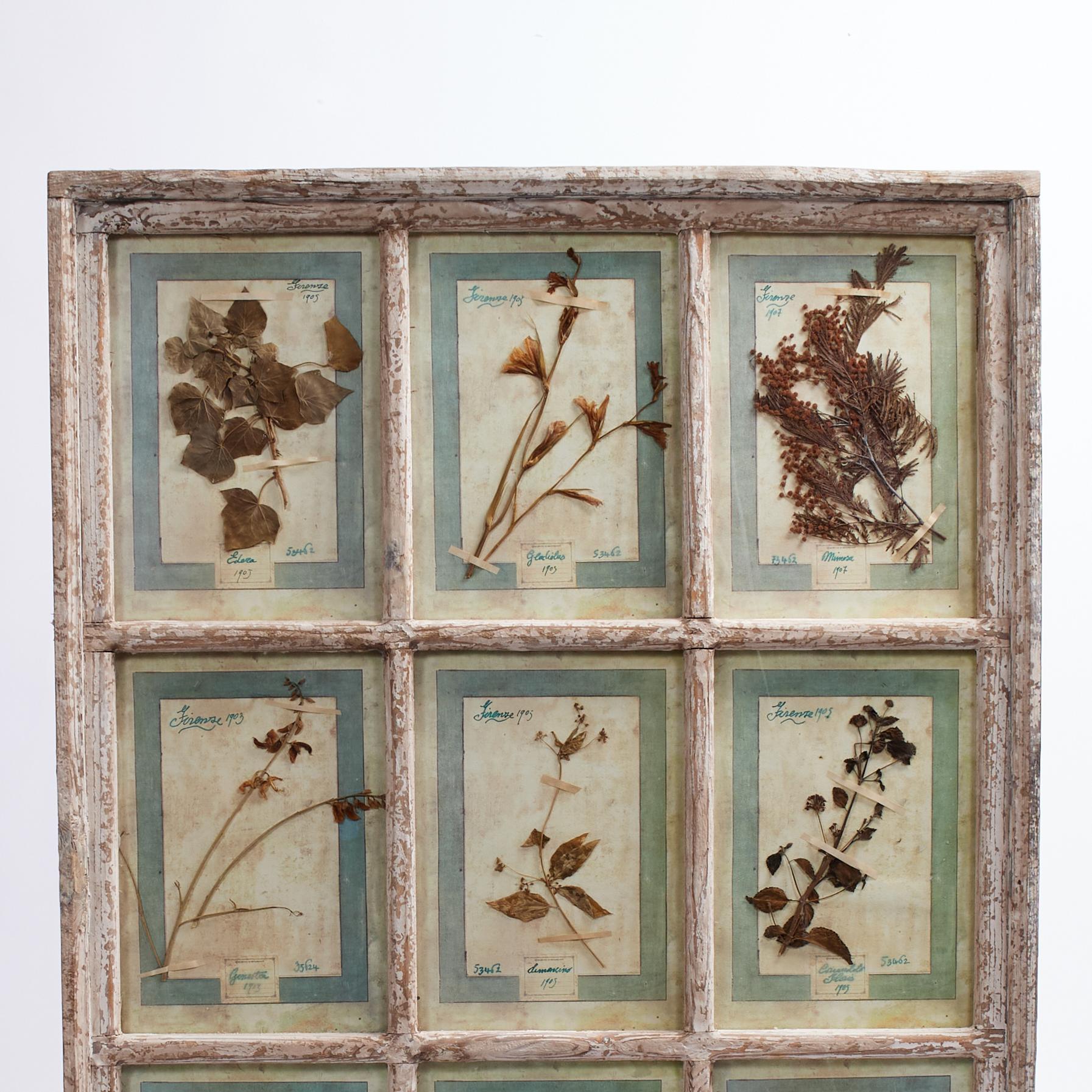 Antica collezione botanica italiana in una cornice per finestra - Mixed Media Art Altro stile artistico di Unknown