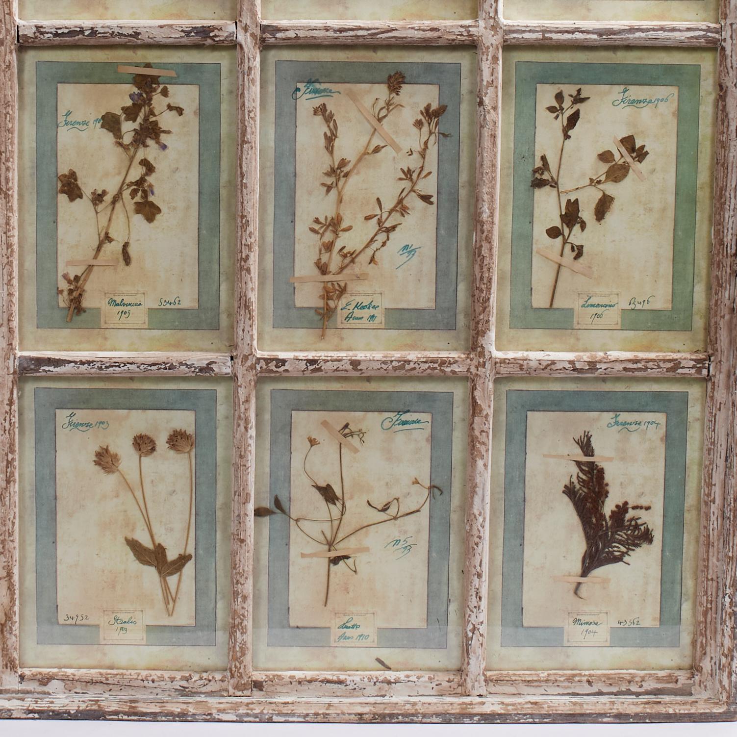 Una meravigliosa collezione di botaniche fiorentine raccolte con amore tra il 1905 e il 1907 e presentate sotto vetro in una cornice da vetrina invecchiata con nove pannelli, datati, categorizzati e numerati per la prosperità. 

Come si vede