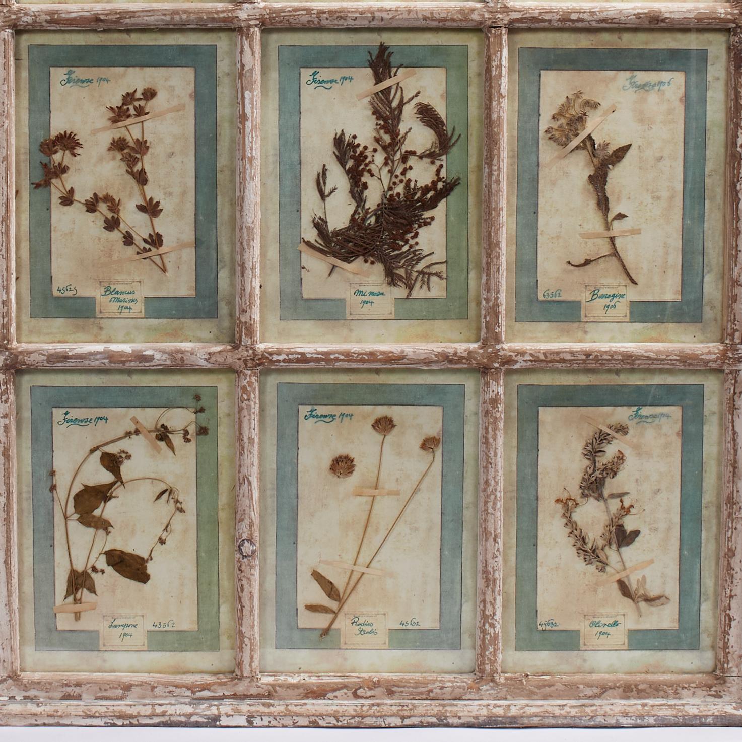 Una maravillosa colección de botánicos florentinos reunidos amorosamente entre 1905 y 1907 y presentados bajo cristal en un marco de ventana envejecido con nueve paneles, fechados, categorizados y numerados de referencia para su prosperidad. 

Como