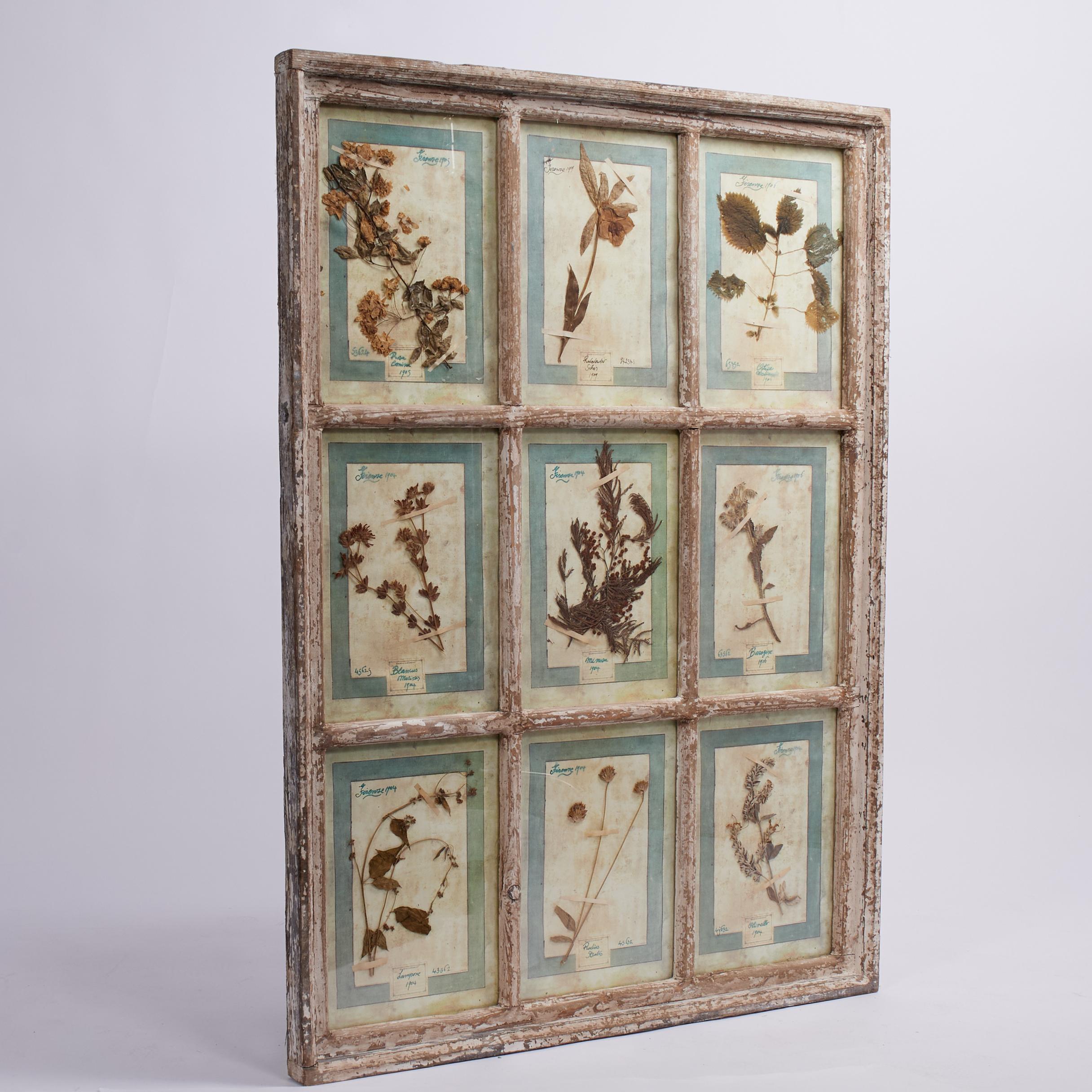 Colección Botánica Italiana Antigua en un Marco de Ventana en venta 1