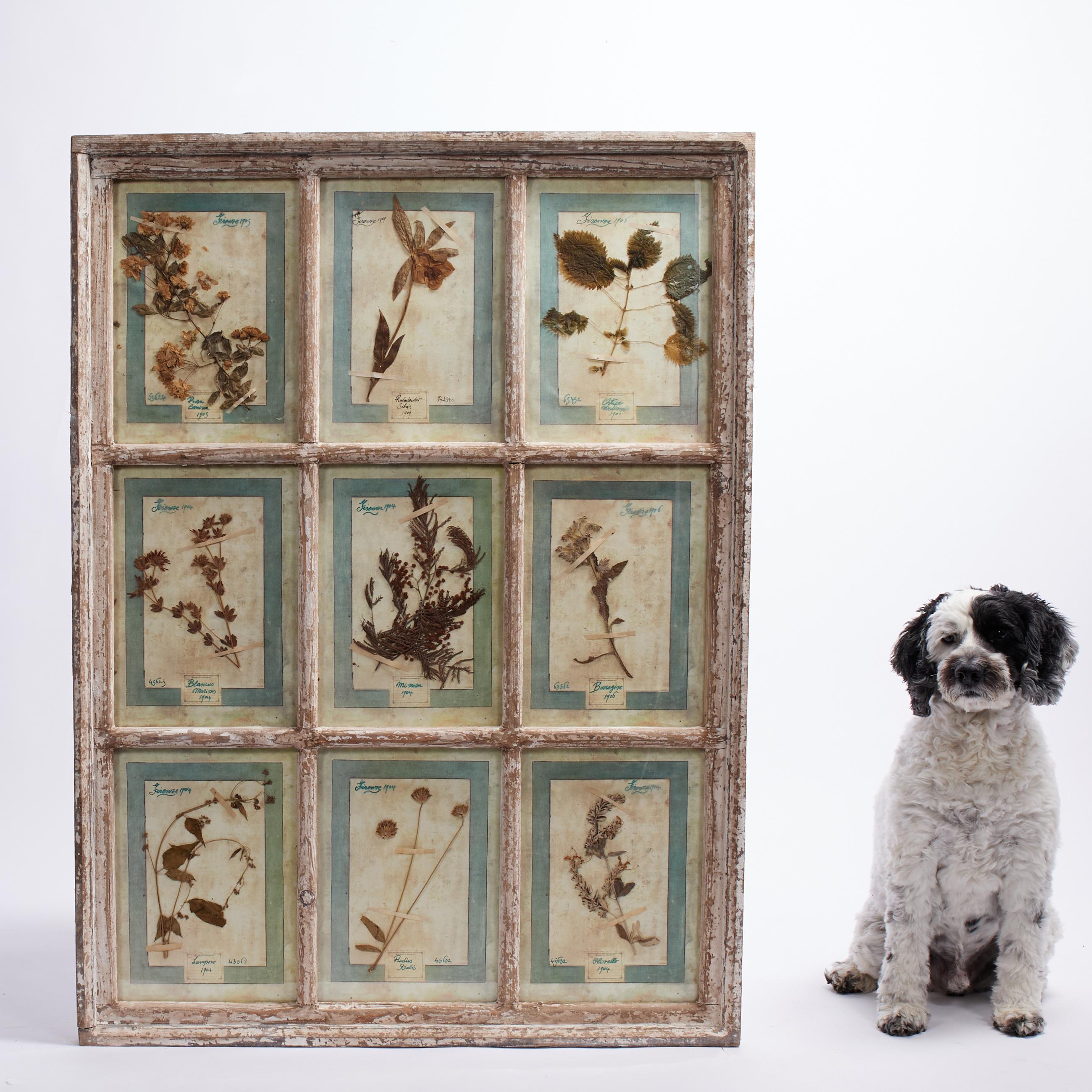 Colección Botánica Italiana Antigua en un Marco de Ventana en venta 3