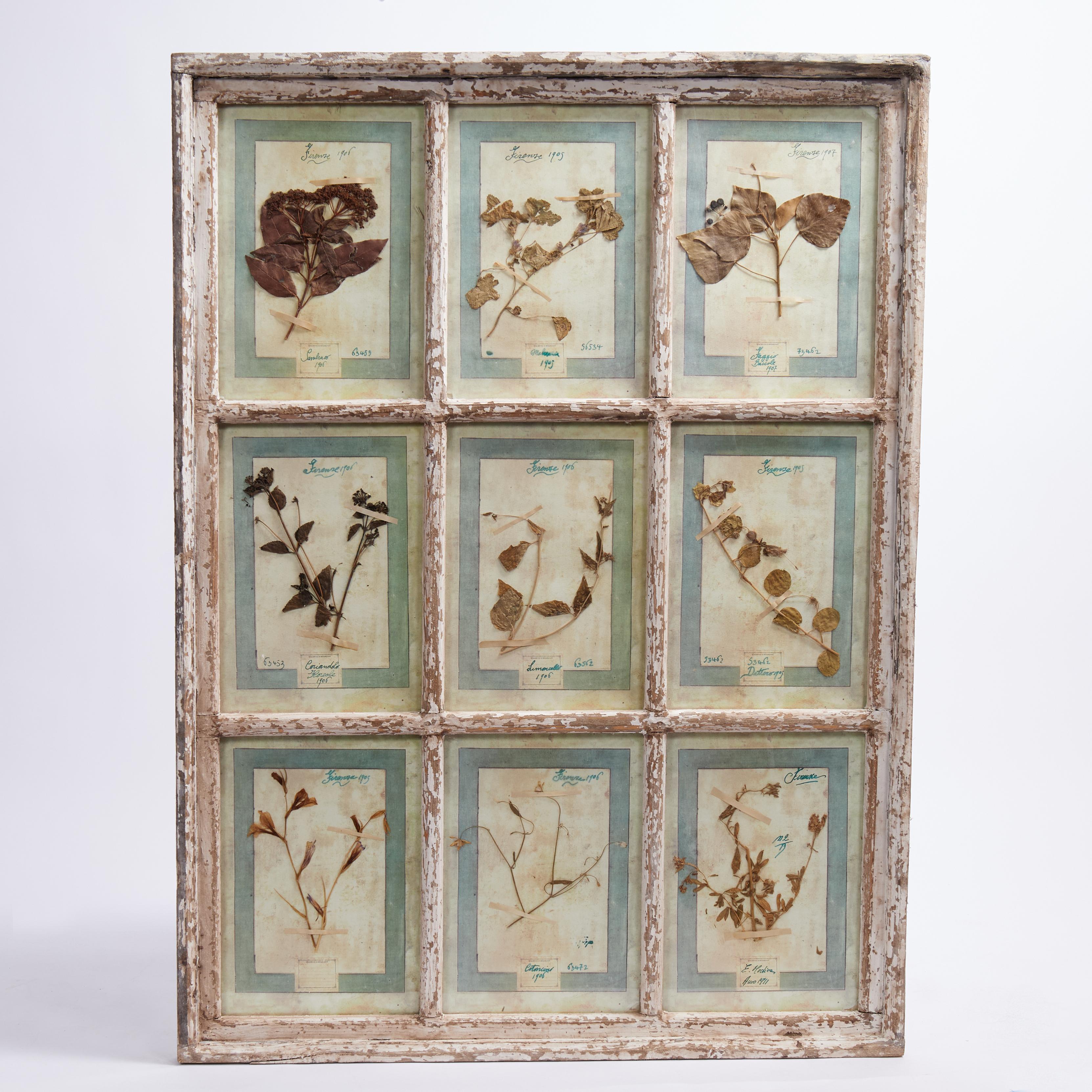 Antica collezione botanica italiana in una cornice per finestra - Mixed Media Art di Unknown