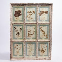Colección Botánica Italiana Antigua en un Marco de Ventana