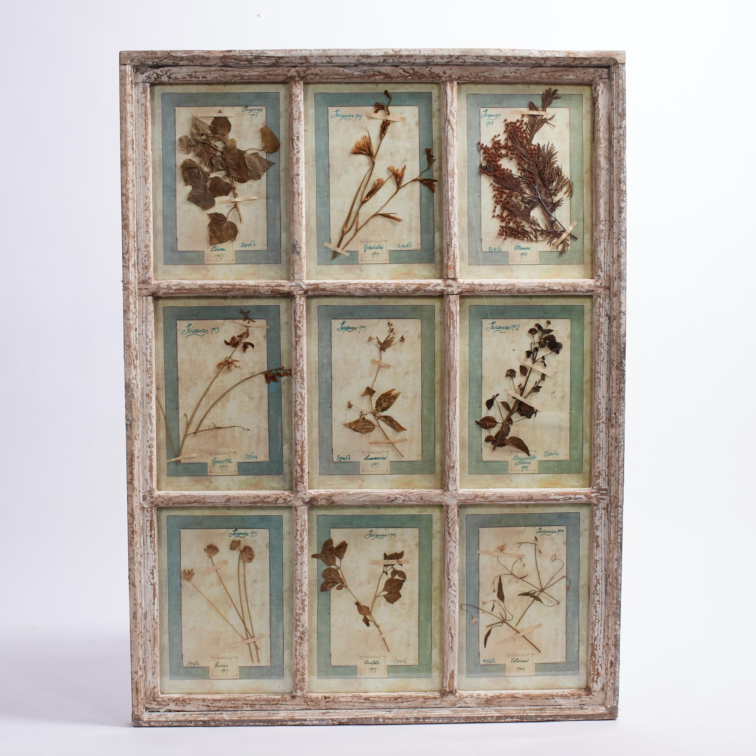 Antica collezione botanica italiana in una cornice per finestra - Mixed Media Art di Unknown