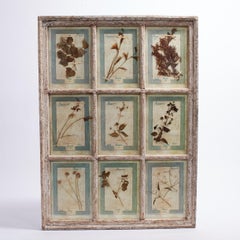 Colección Botánica Italiana Antigua en un Marco de Ventana