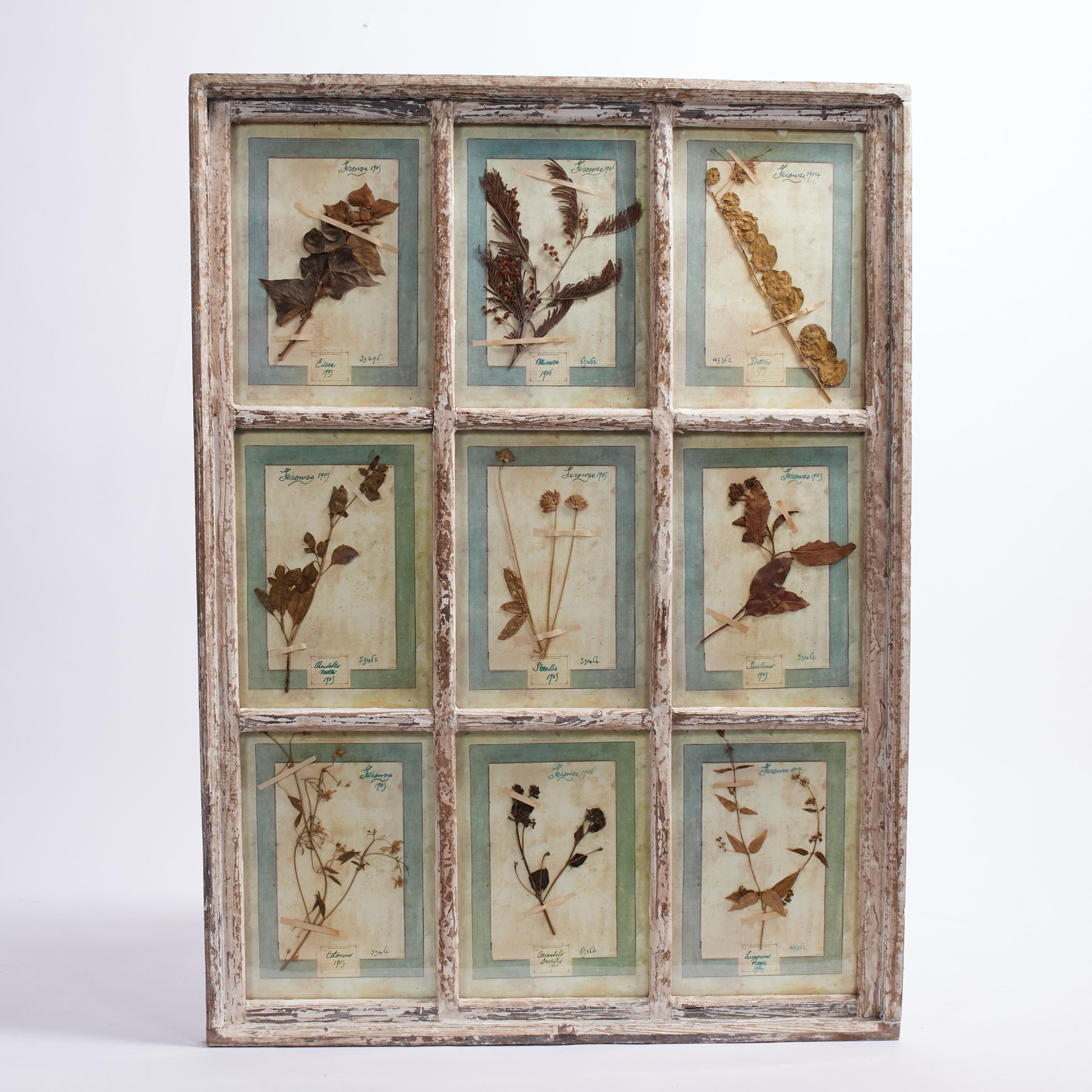 Antica collezione botanica italiana in una cornice per finestra - Mixed Media Art di Unknown