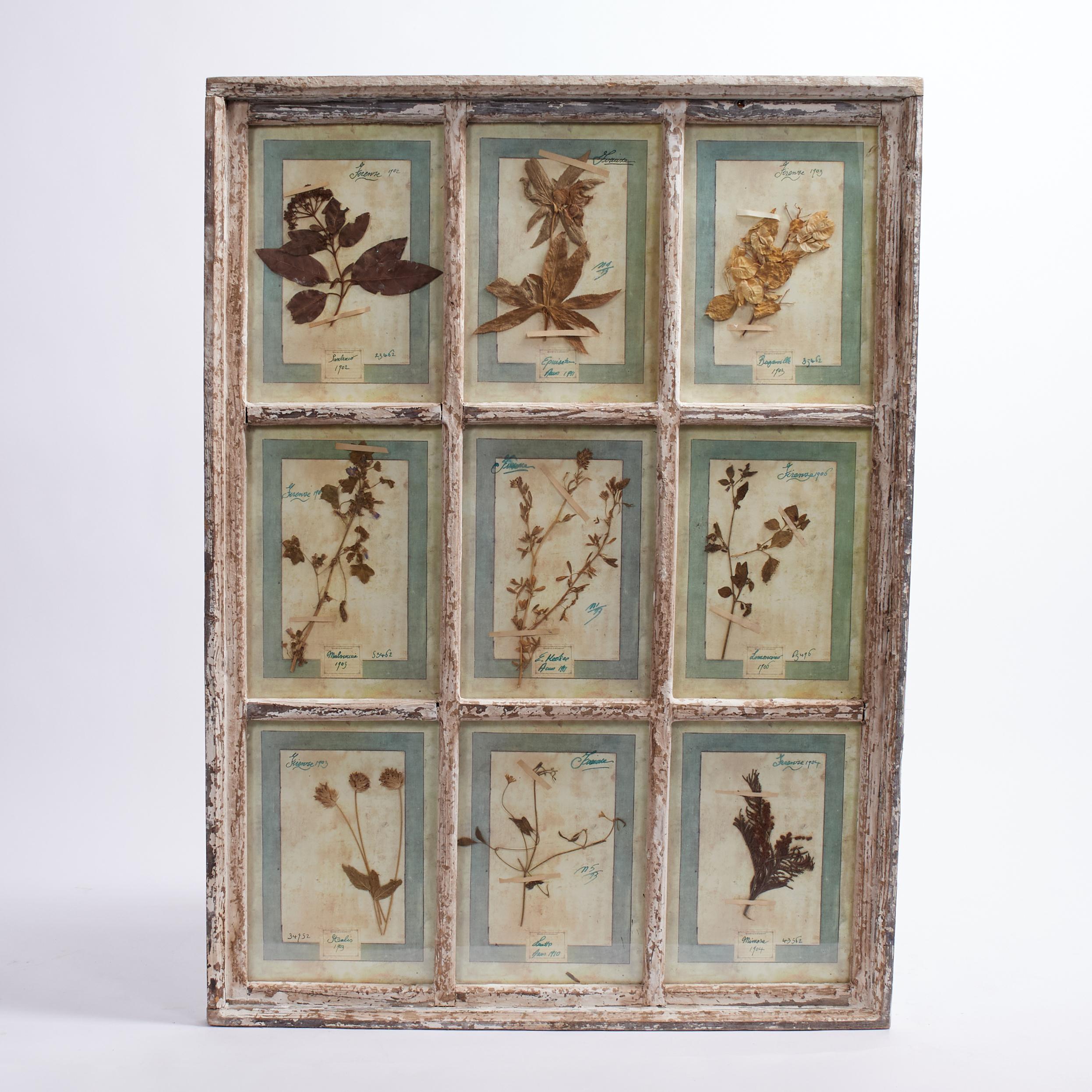 Antica collezione botanica italiana in una cornice per finestra - Mixed Media Art di Unknown