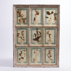 Antica collezione botanica italiana in una cornice per finestra