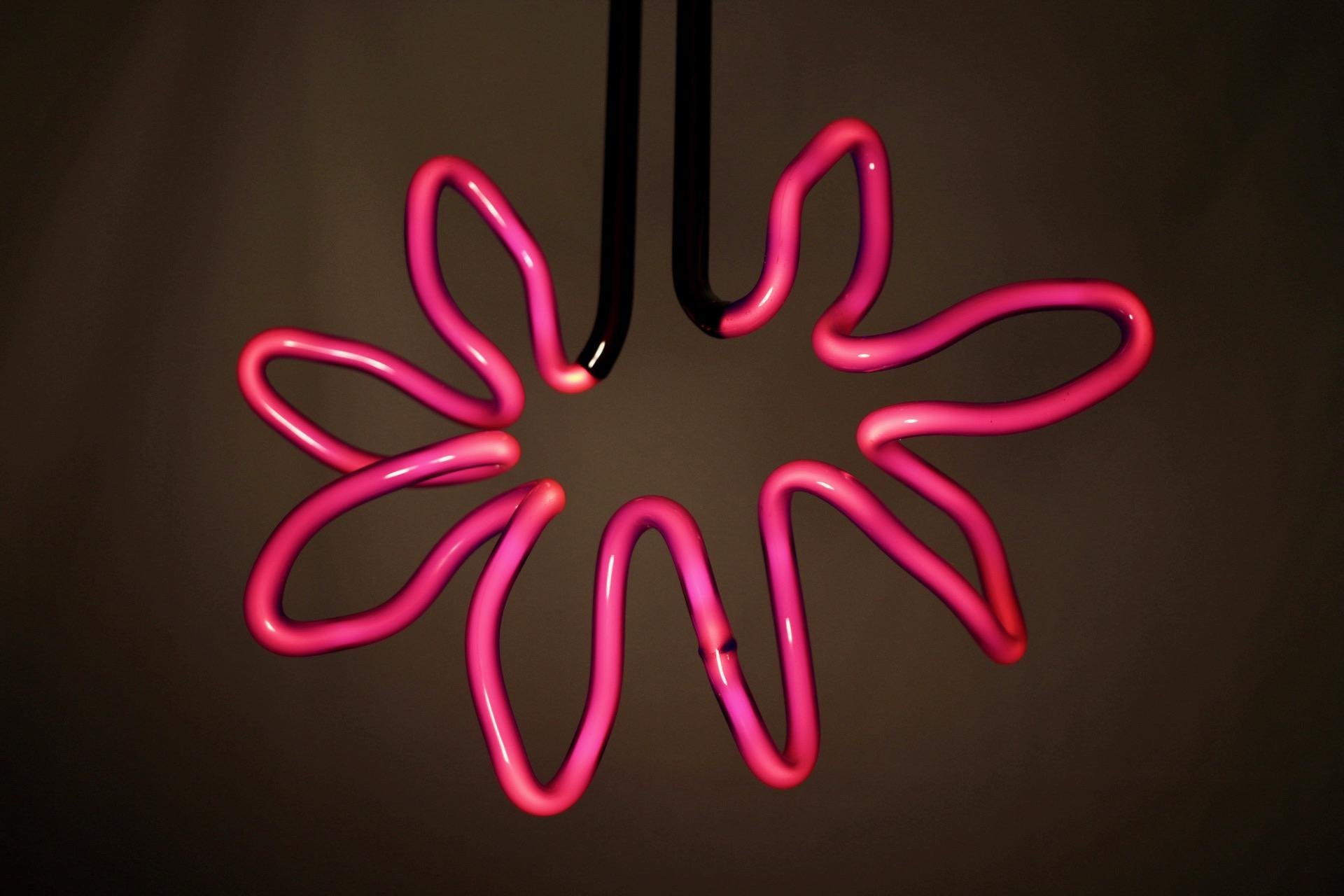 Caroline LaCava  - Tournesol rose et noir 3 en vente 1