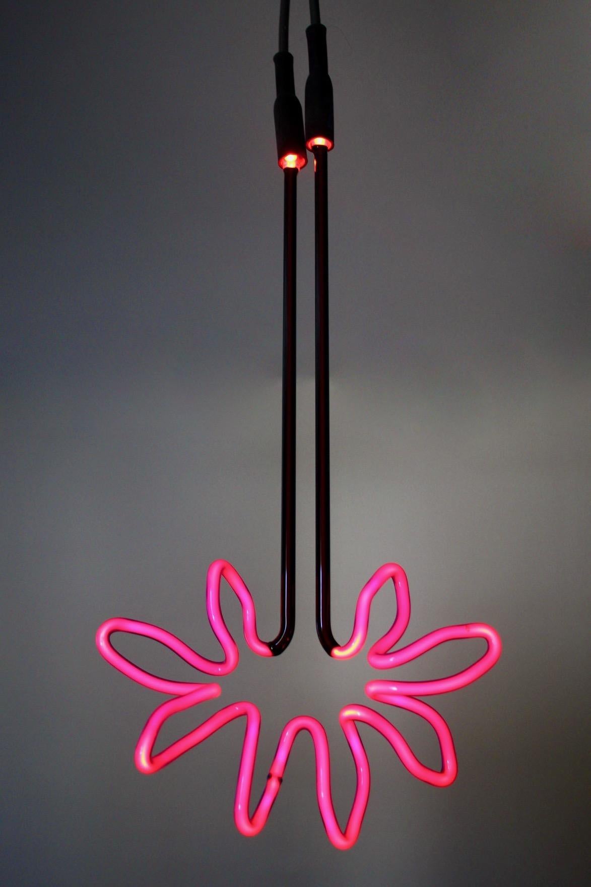 Caroline LaCava  - Pink and Black Sunflower 3