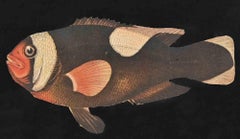 Fish - Mixed Media - Early 20th century