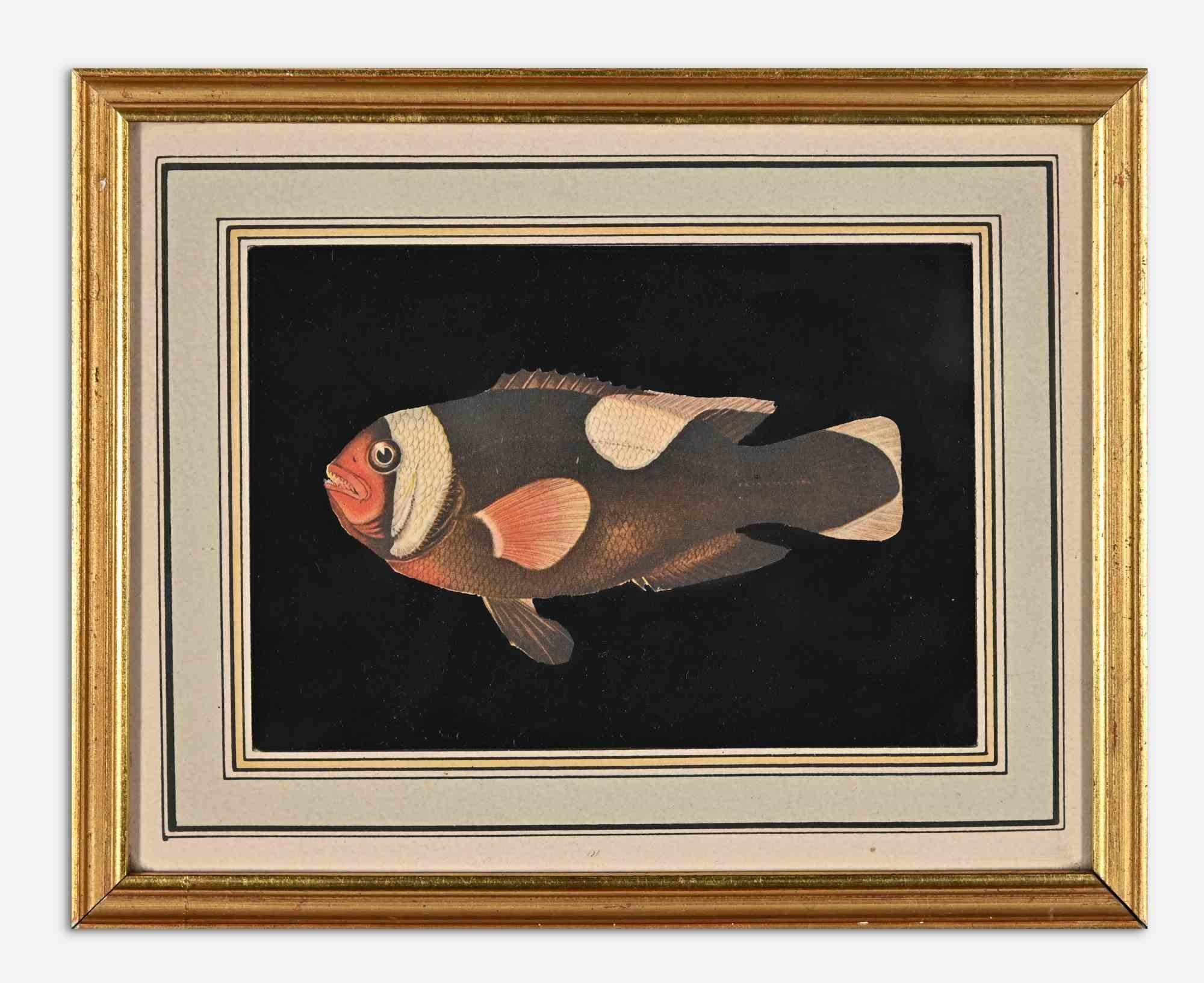 Fisch – Mixed Media – frühes 20. Jahrhundert – Mixed Media Art von Unknown
