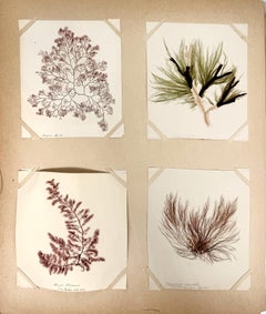 Flowers of the Sea; Herbarium of foraged, pressed and mounted seaweed (etc.)