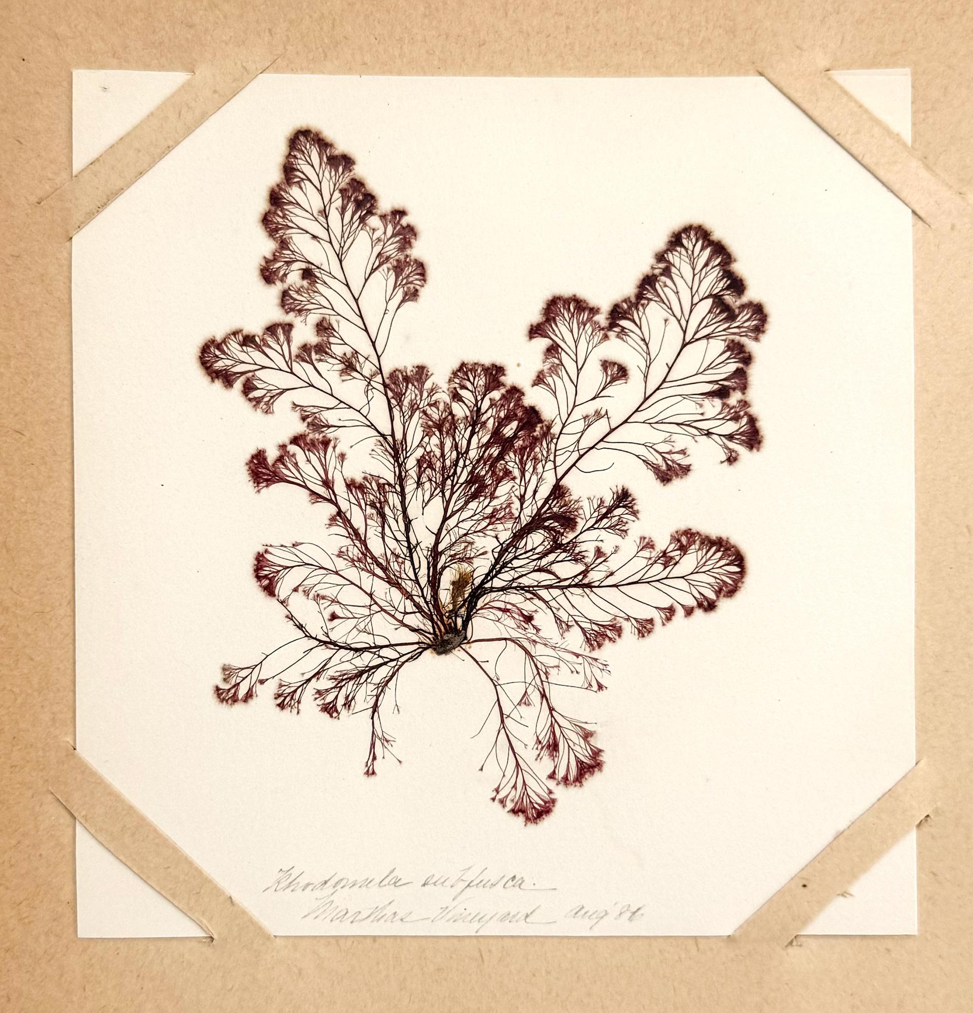 Unknown Still-Life - Flowers of the Sea; Herbarium of foraged, pressed and mounted seaweed (etc.)