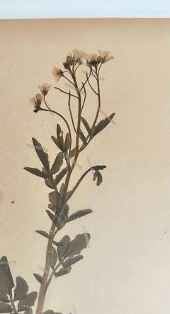 Grand panneau mural Herbarium vintage, Suède. Pression de fleurs botaniques encadrée sur mesure