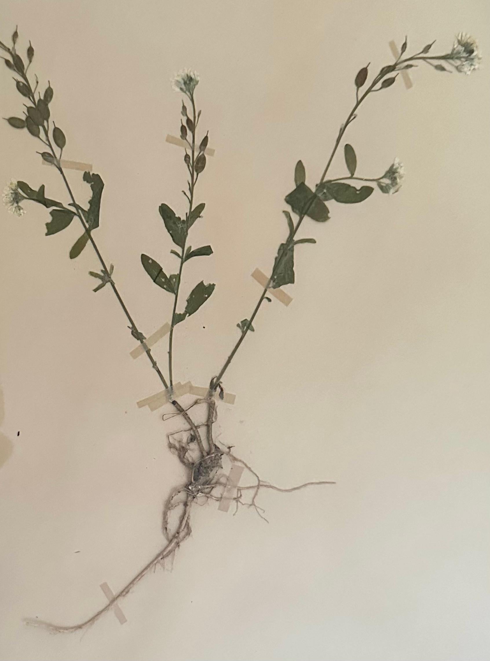 Un grand herbier / présentoir botanique vintage collecté et créé par S. Lindvald en juin 1945 en Suède. Cette collection de quatre spécimens botaniques est conservée sous verre dans un cadre fait sur mesure. Chaque feuille botanique pressée met en