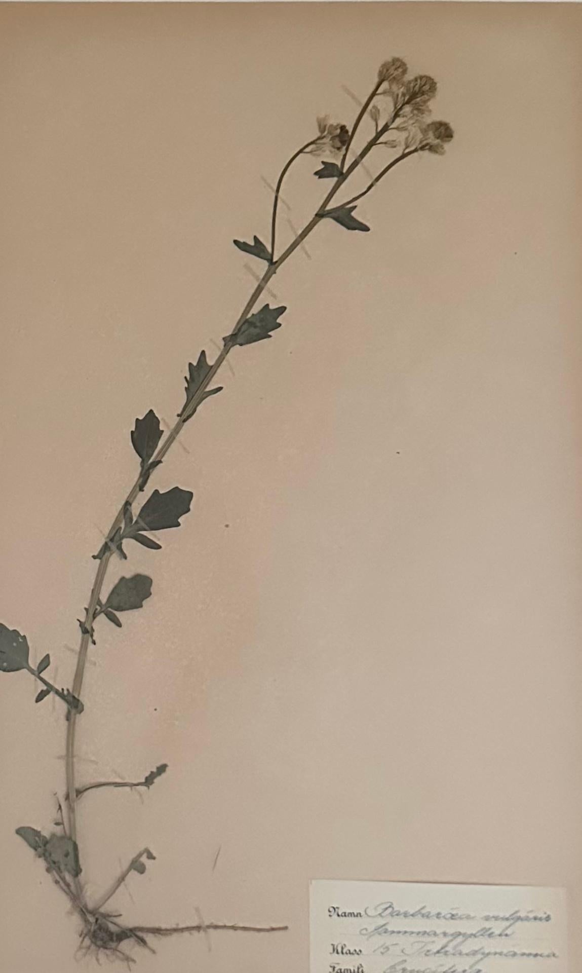 Grand panneau mural Herbarium vintage, Suède. Pression de fleurs botaniques encadrée sur mesure en vente 2