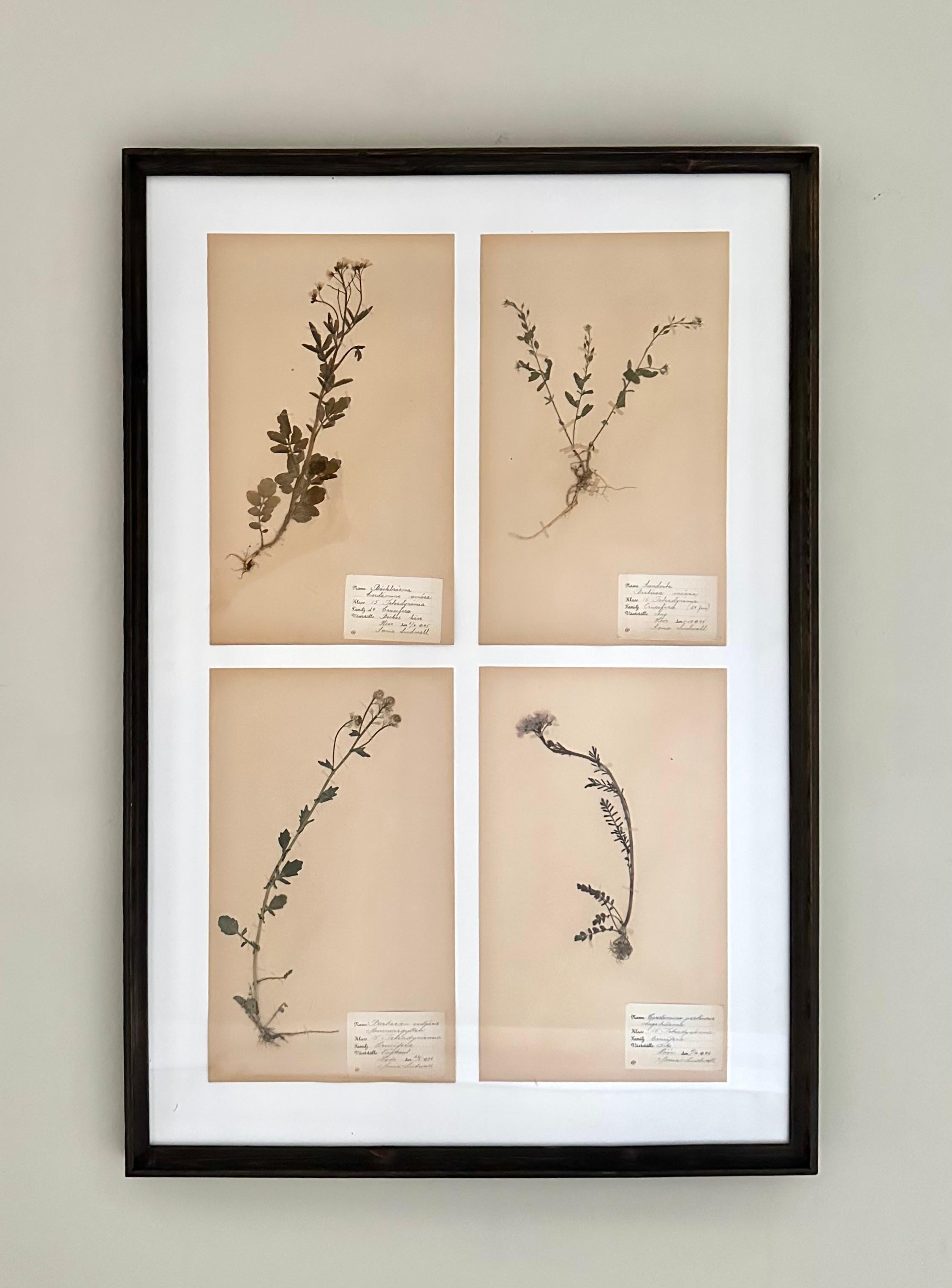 Grand panneau mural Herbarium vintage, Suède. Pression de fleurs botaniques encadrée sur mesure en vente 3