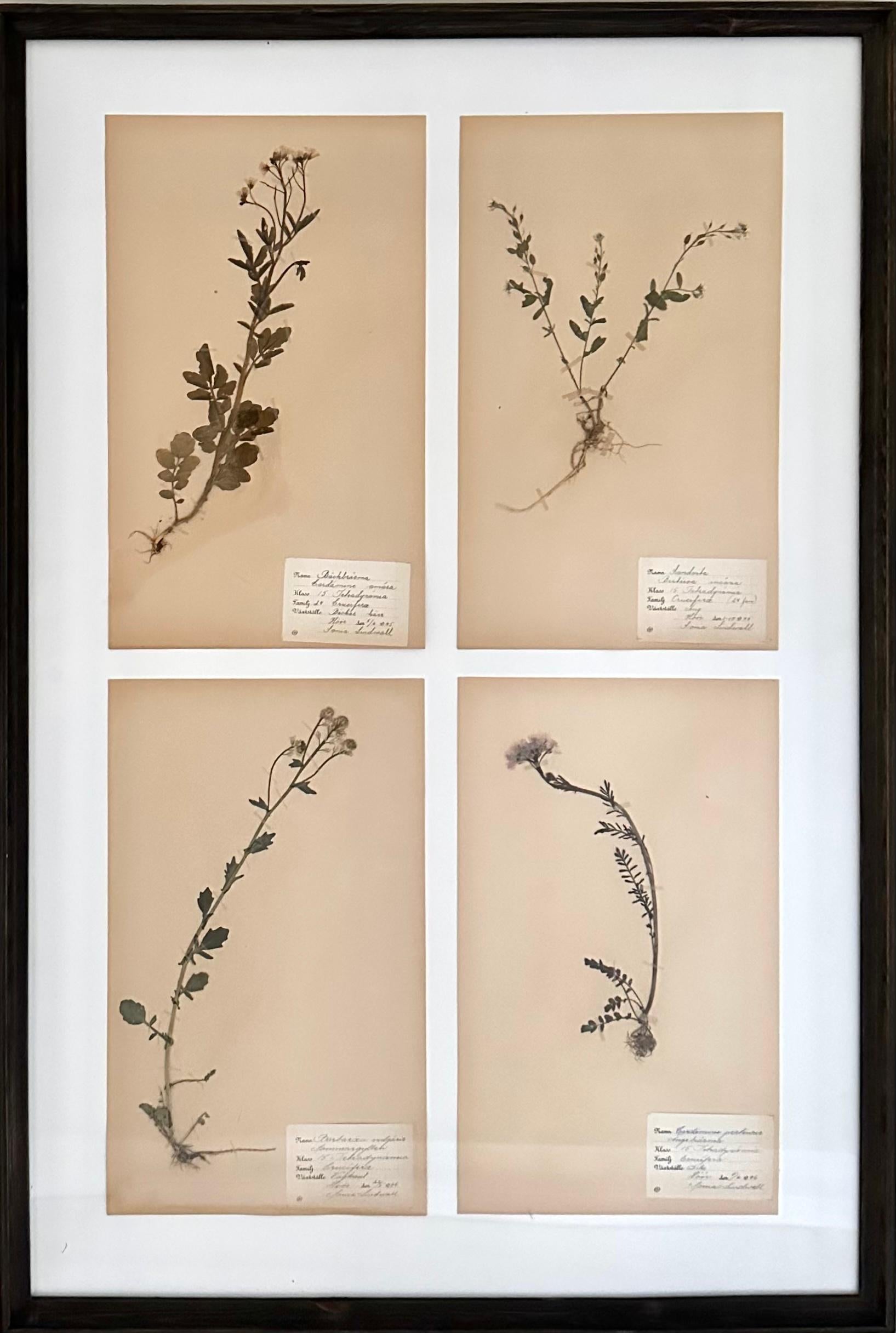 Gran panel de pared Herbario Vintage, Suecia. Prensa Botánica de Flores Enmarcada a Medida