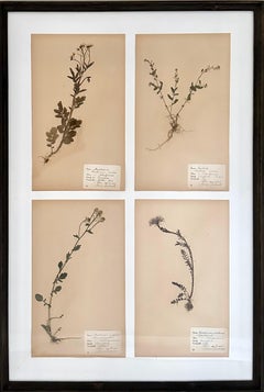 Large Vintage Herbarium Wall Panel, Sweden. Custom Framed Botanical Flower Press