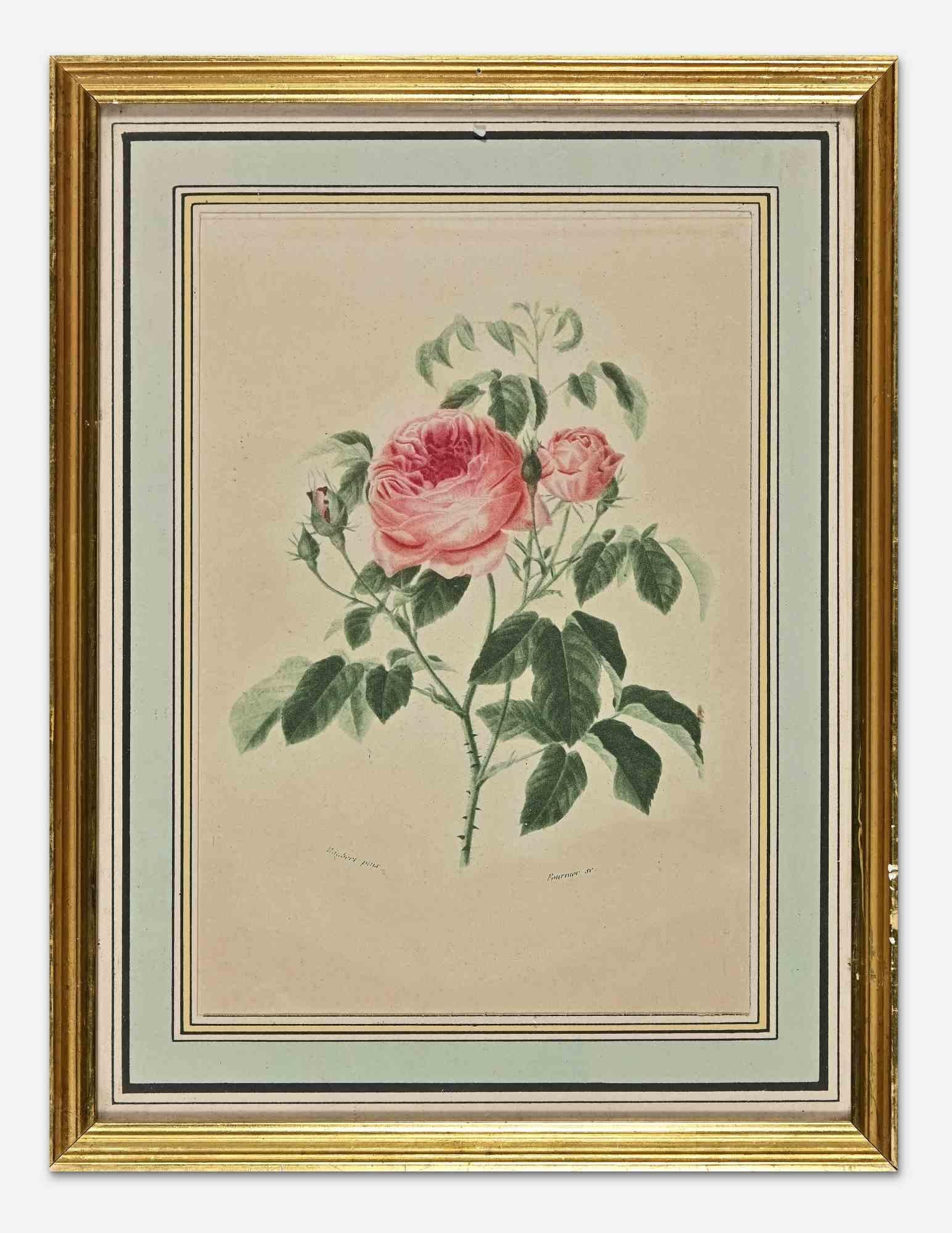 Roses – Radierung – 19. Jahrhundert – Mixed Media Art von Unknown