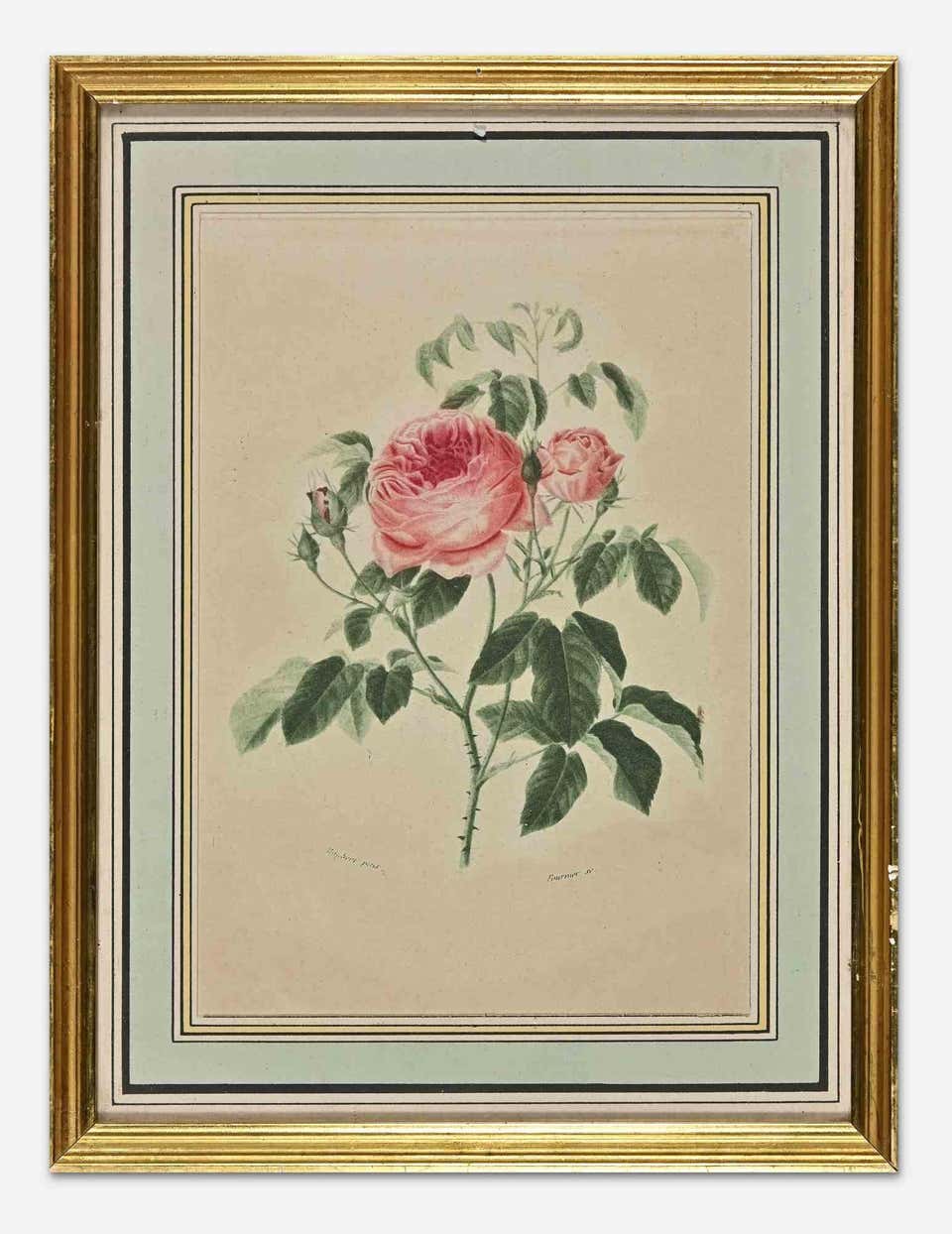 Roses Etching - 391 For Sale on 1stDibs | rose etching