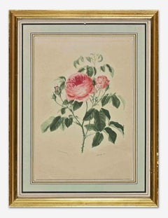 Antique Roses - Etching - 19th century
