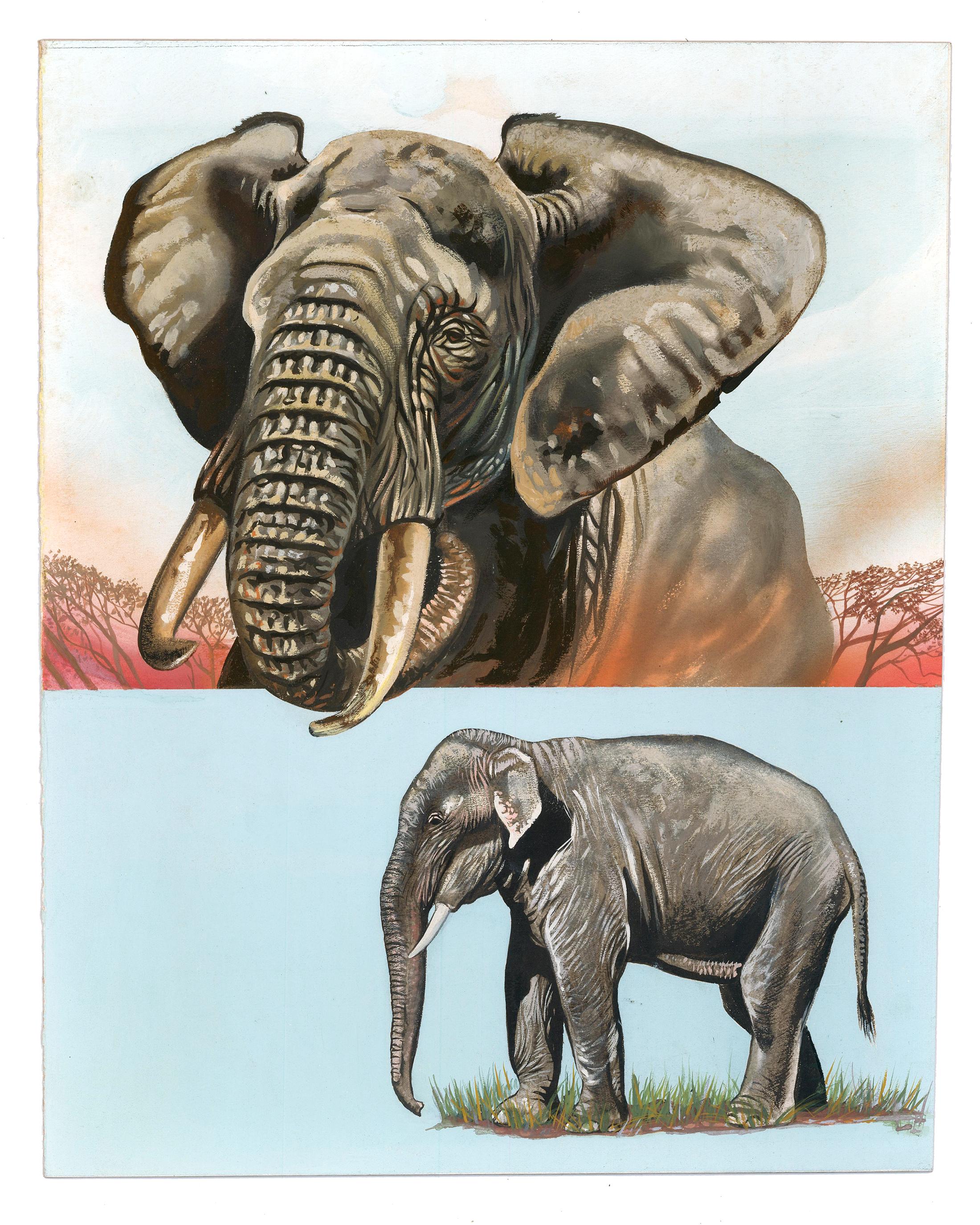 famous elephant portrait