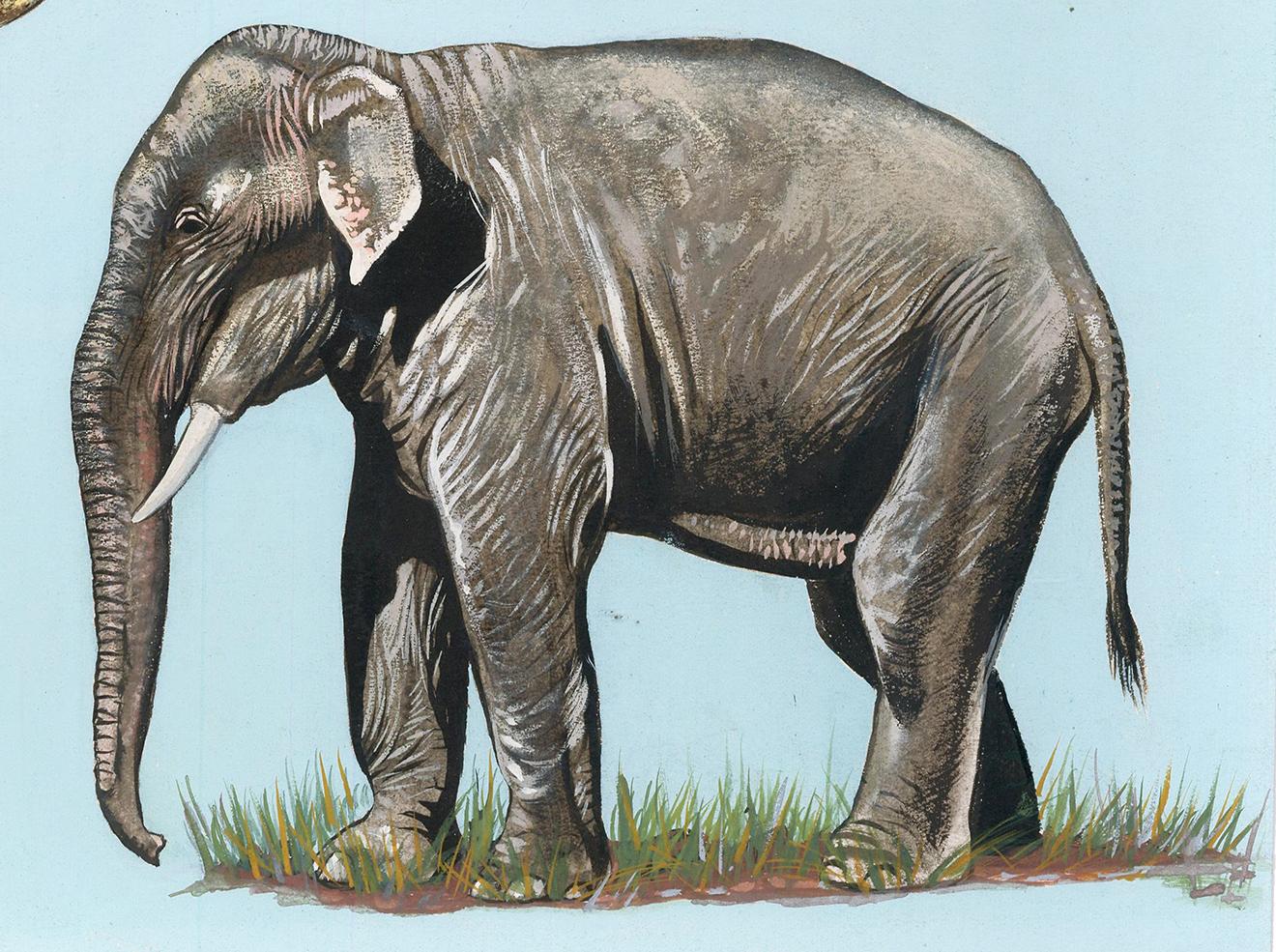 ruby the painting elephant