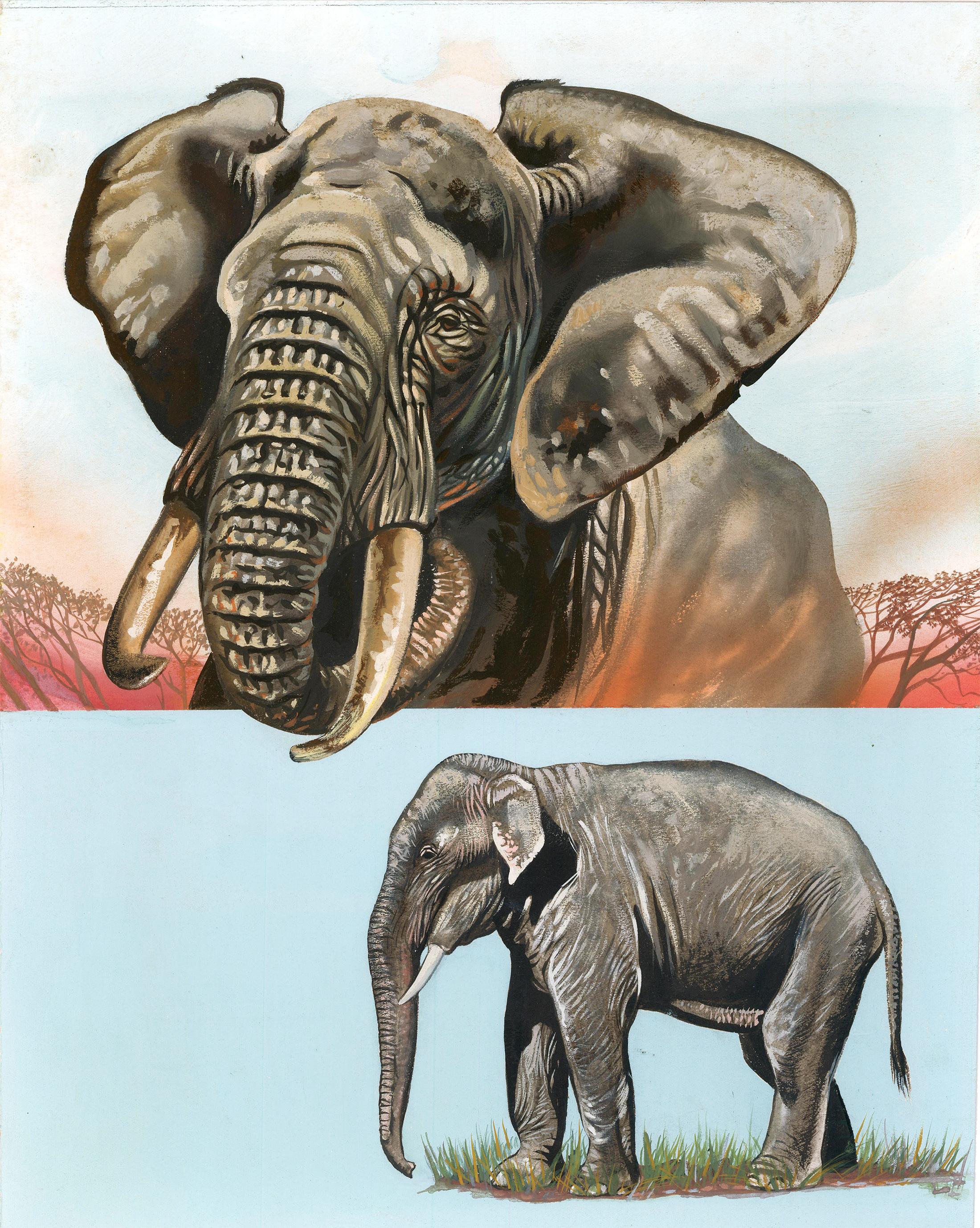 Unknown Animal Painting - African & Indian Elephant Painting