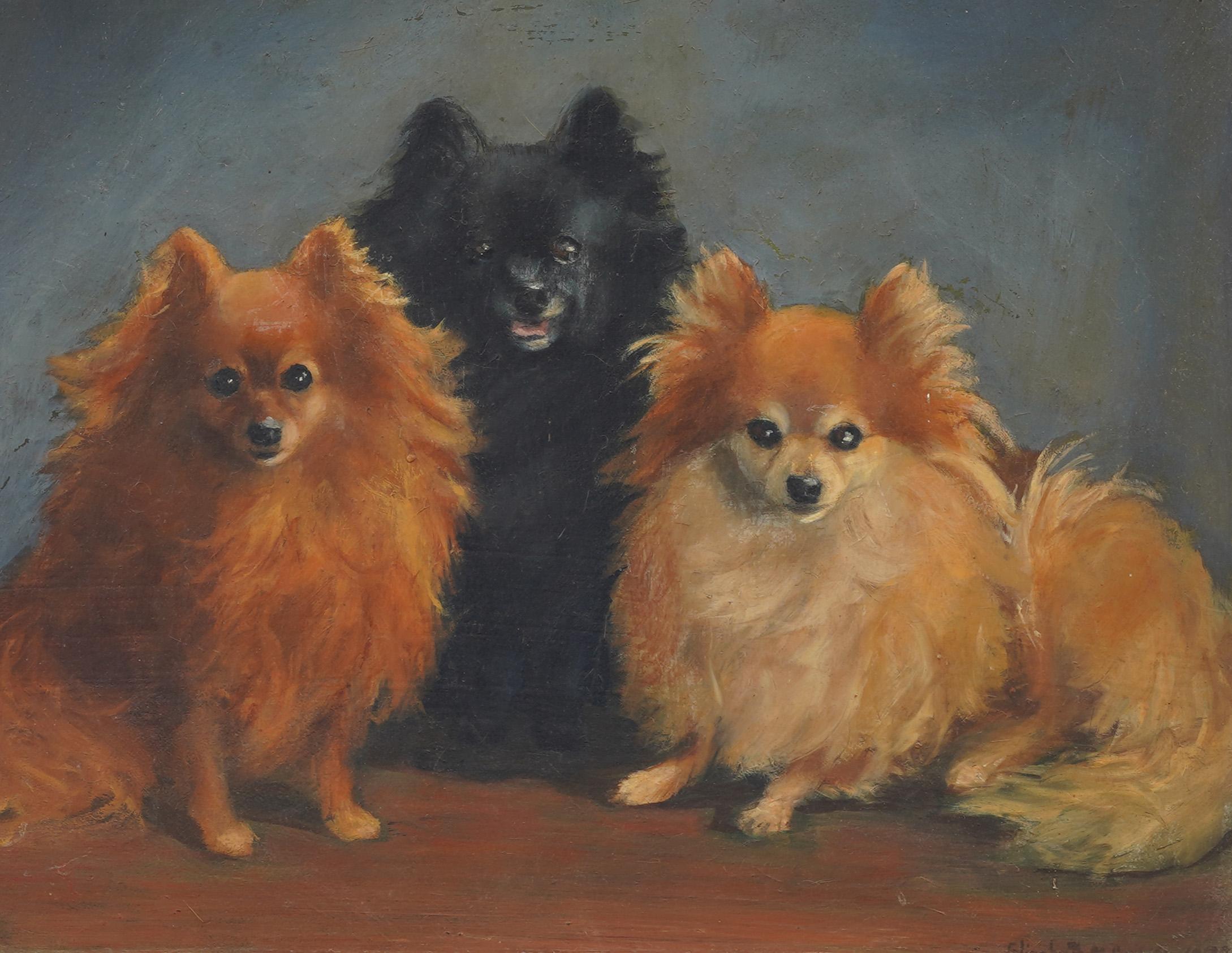 Antico ritratto di cane americano di razza Pomerania con cornice dorata - Animal Painting Marrone di Unknown
