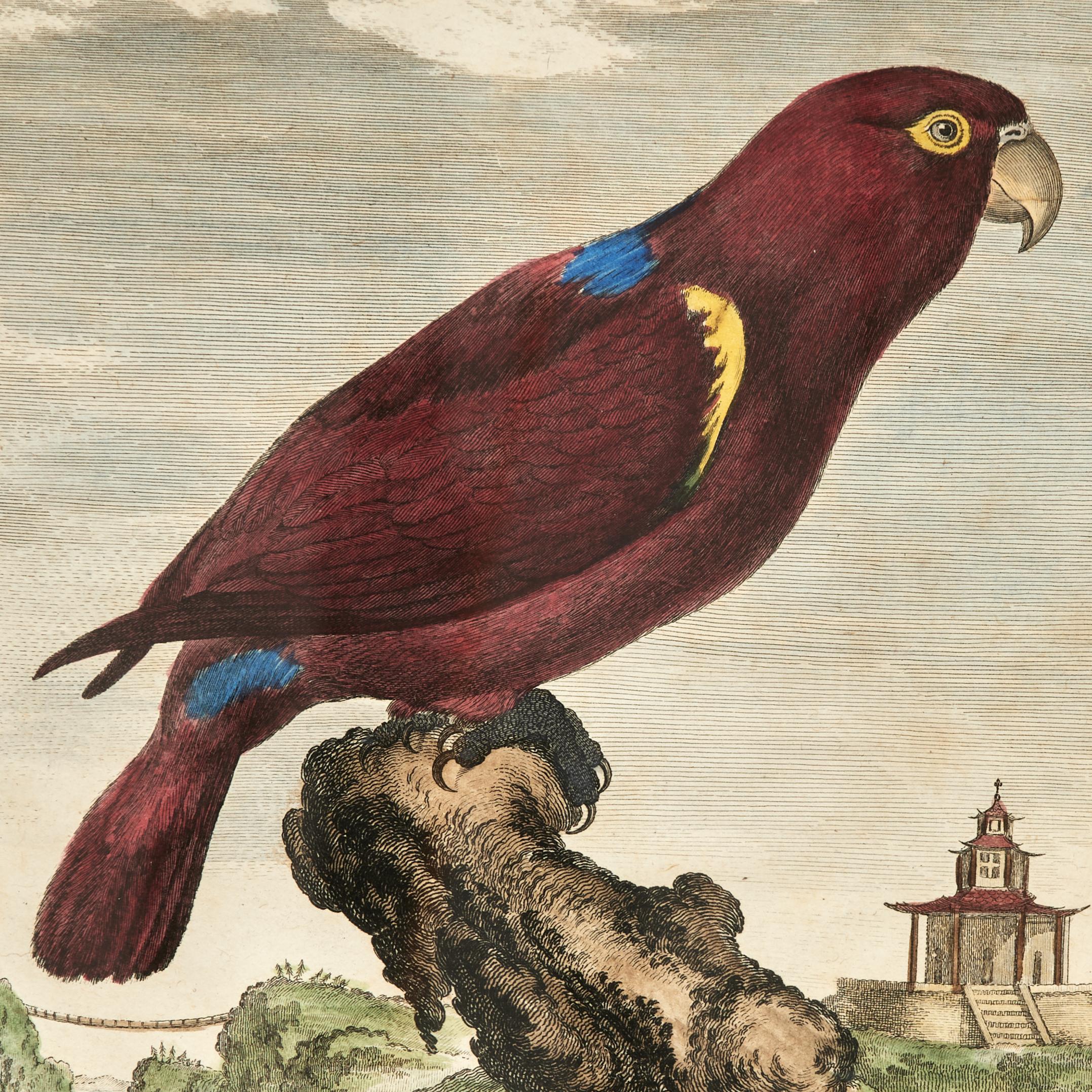 Ensemble ancien de huit gravures de perroquets colorées à la main en vente 7