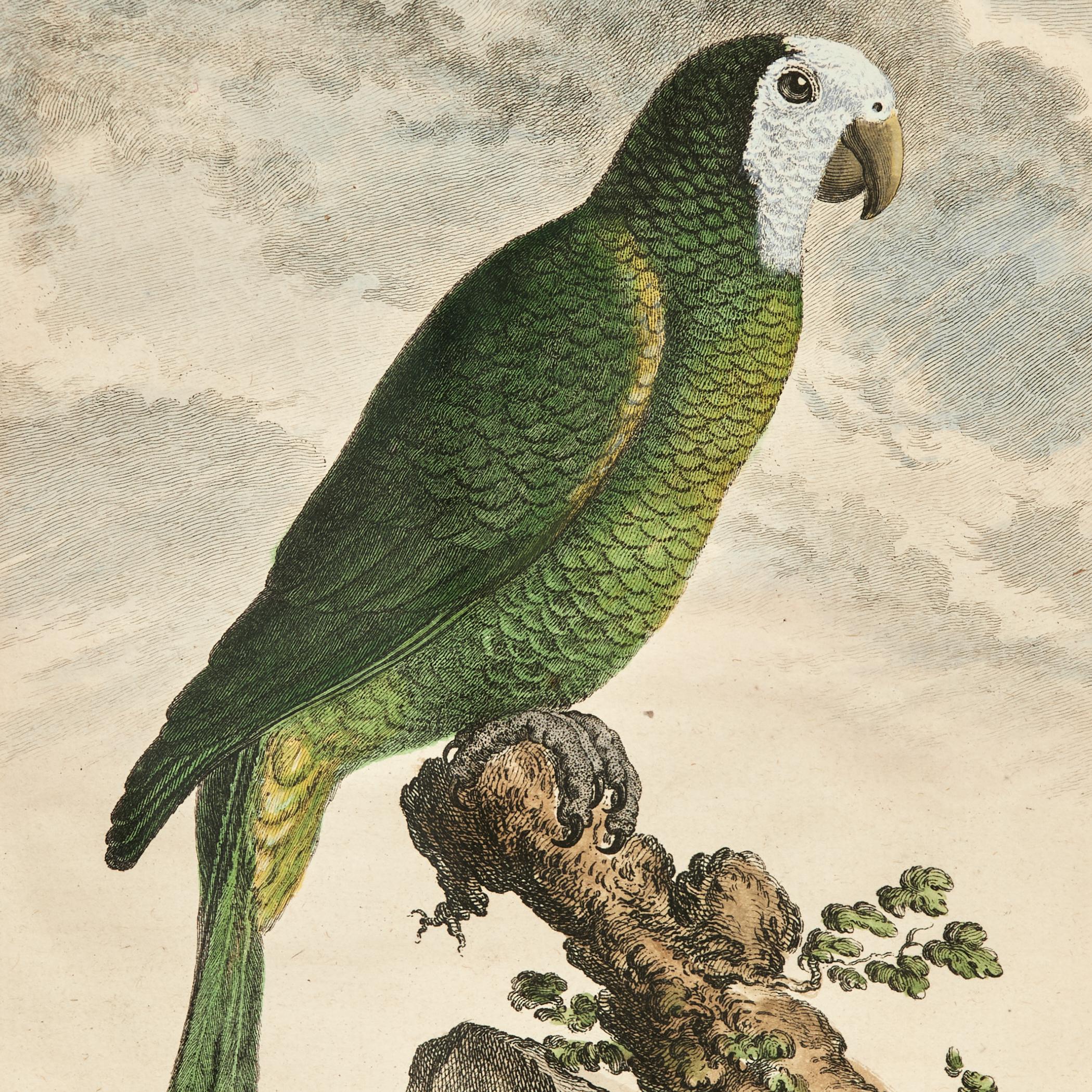 Ensemble ancien de huit gravures de perroquets colorées à la main en vente 13