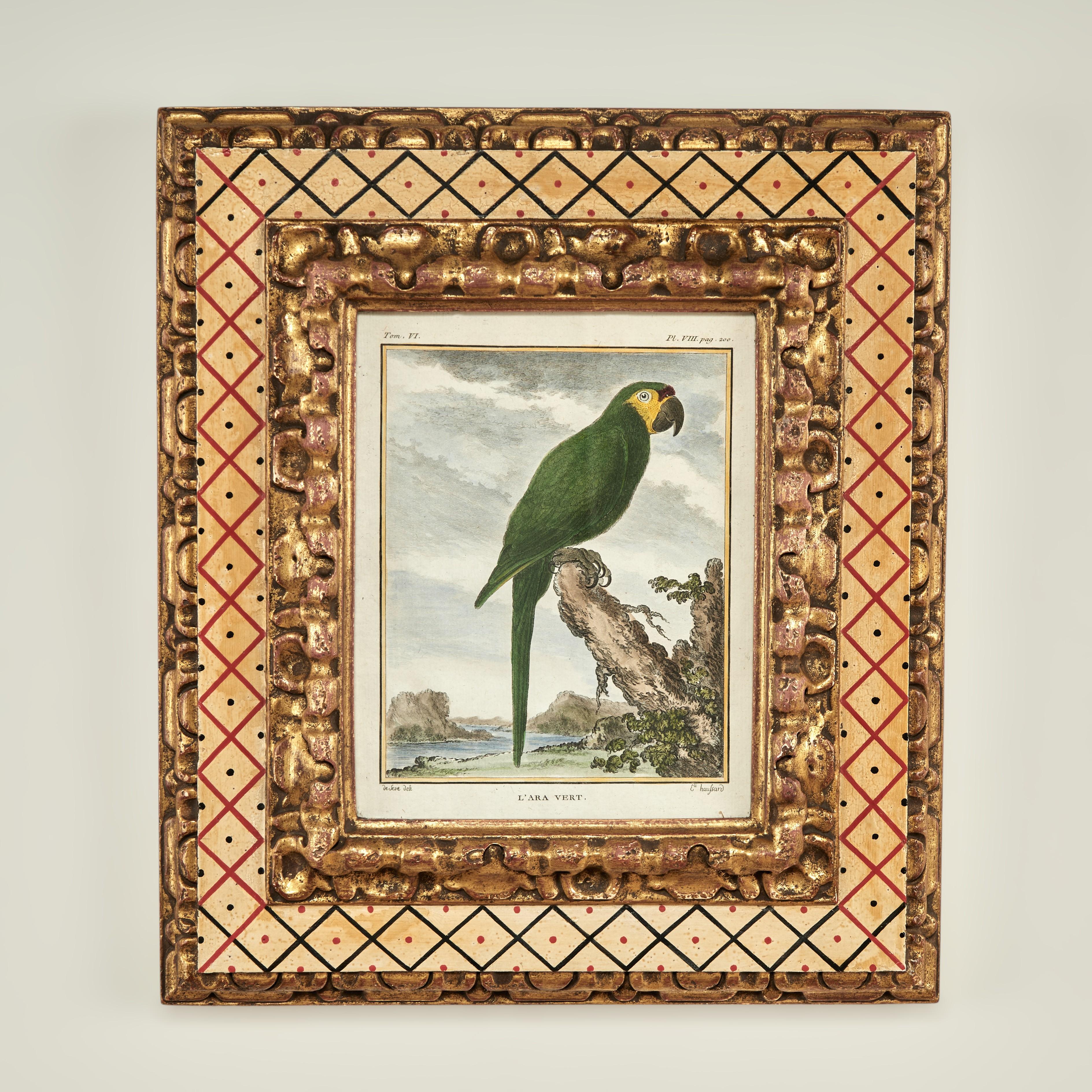 Ensemble ancien de huit gravures de perroquets colorées à la main - Painting de Unknown