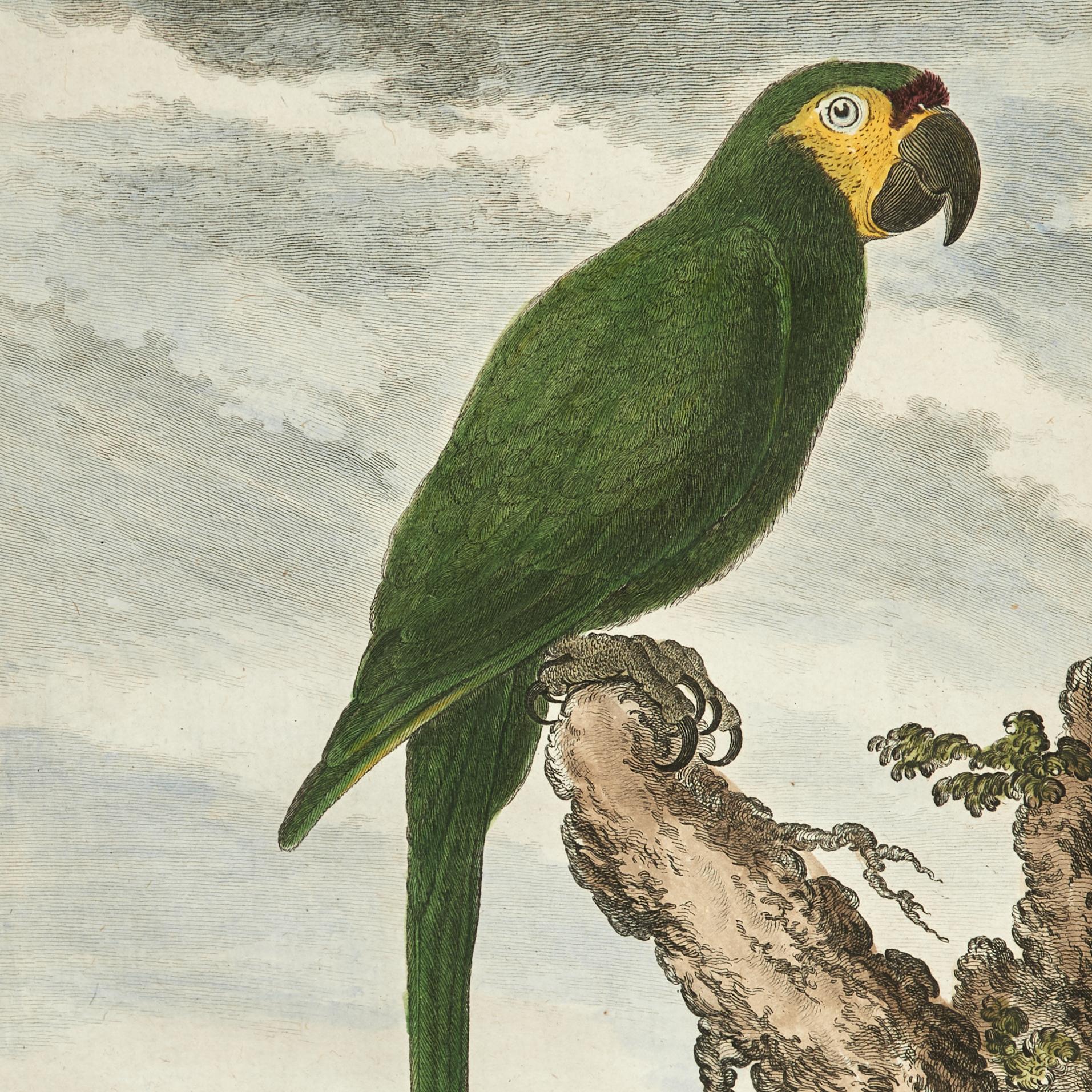 Ensemble ancien de huit gravures de perroquets colorées à la main - Beige Animal Painting par Unknown