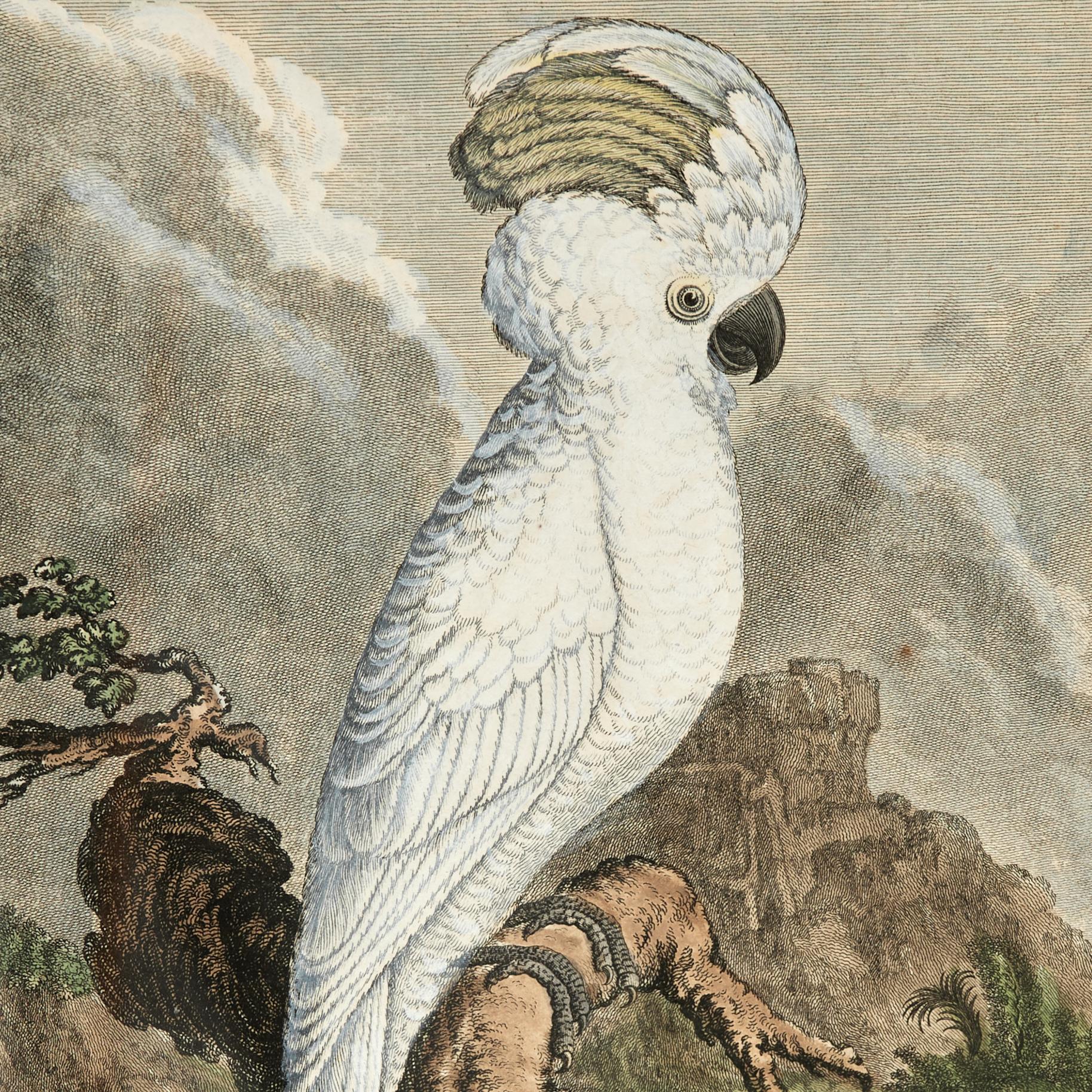 Ensemble ancien de huit gravures de perroquets colorées à la main en vente 1