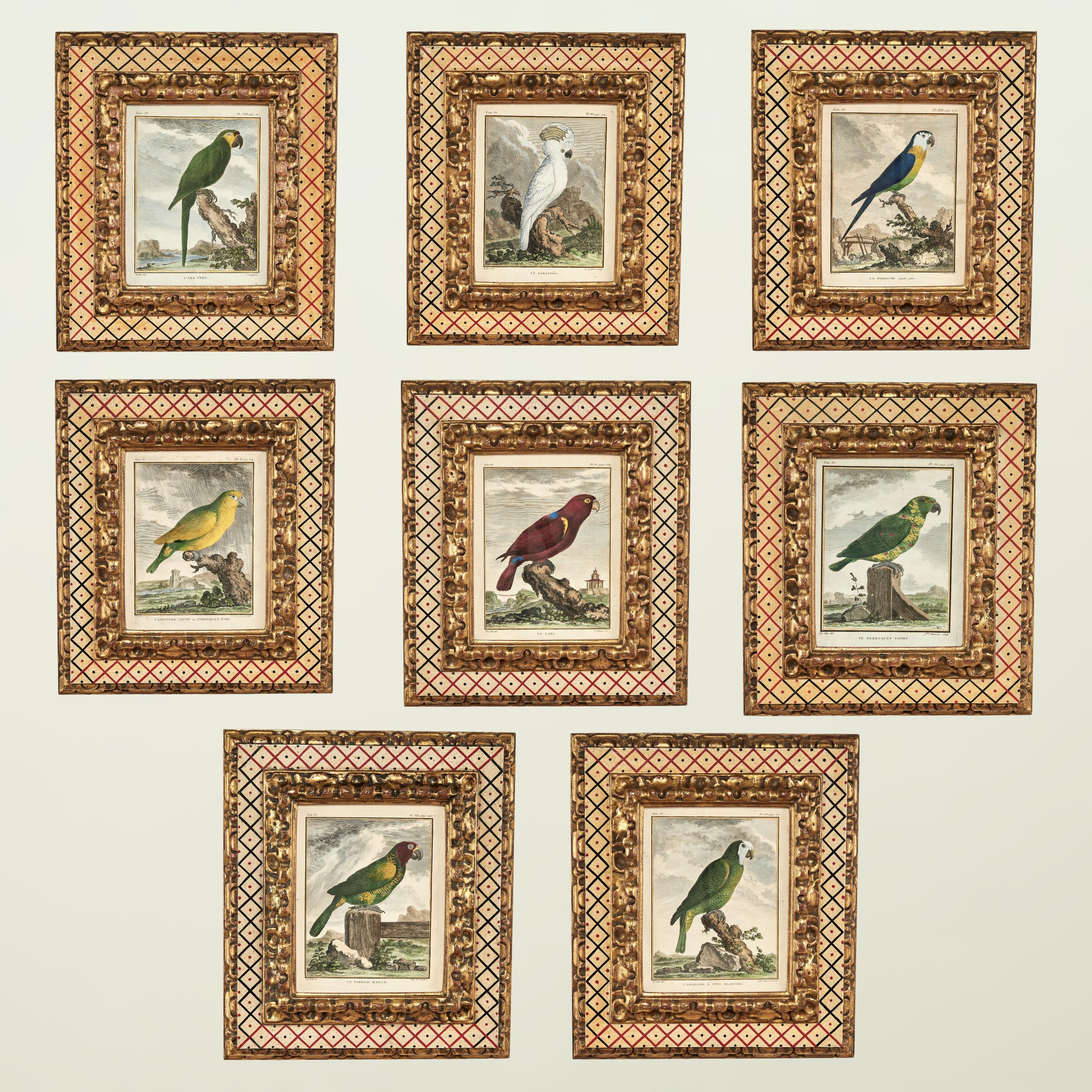 Animal Painting Unknown - Ensemble ancien de huit gravures de perroquets colorées à la main