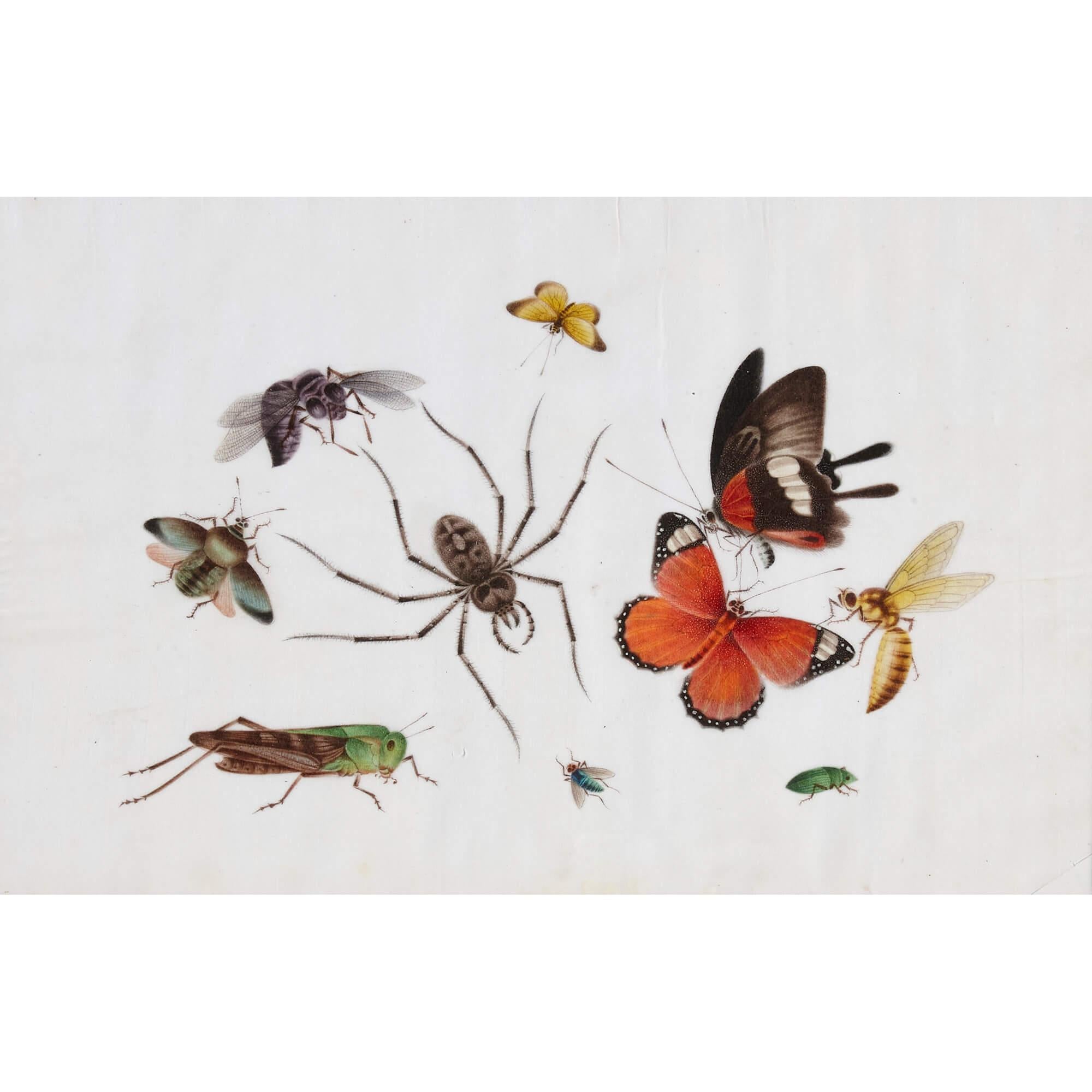 Antique Set of Twelve Chinese Pith Paintings Depicting Butterflies For Sale 9