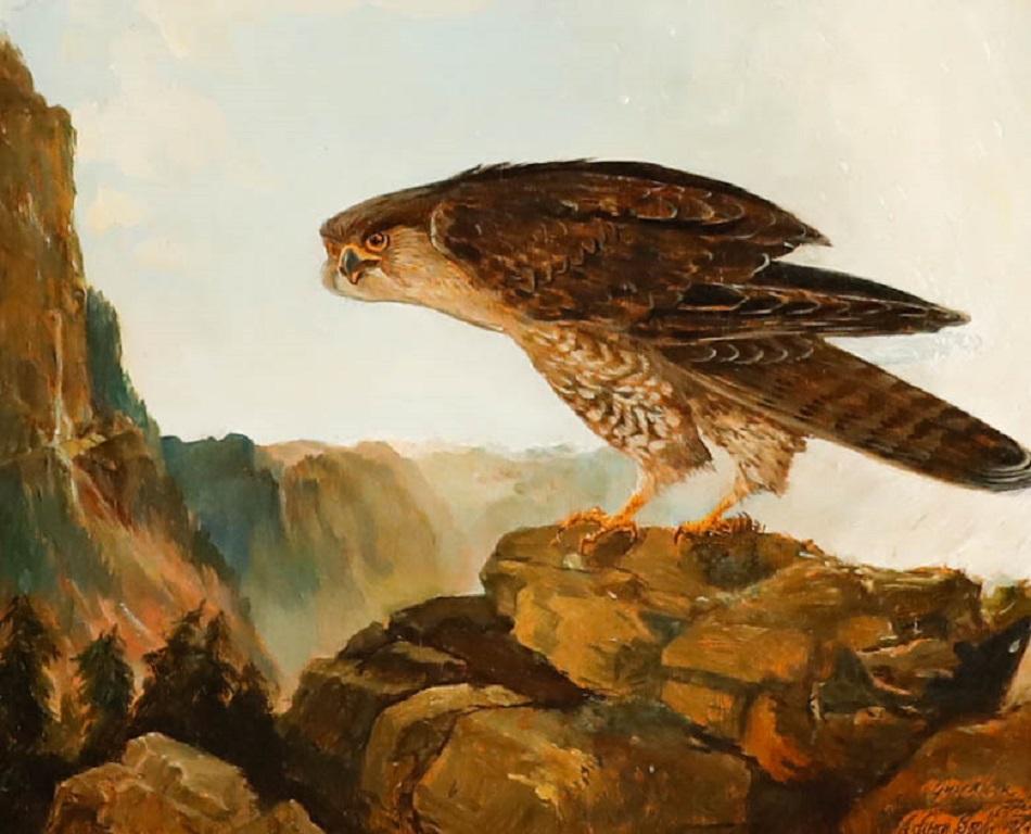Ashton Booth - Gerahmtes Ölgemälde des 20. Jahrhunderts, Porträt eines Gyrfalcon – Painting von Unknown