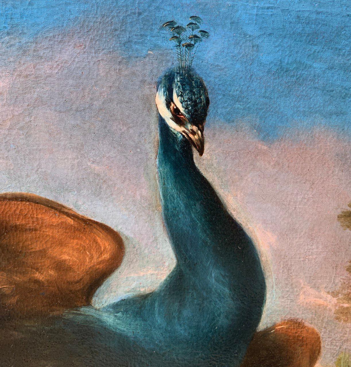 Baroque Flemish master - 17th century animal painting - Live nature turkey ducks For Sale 7