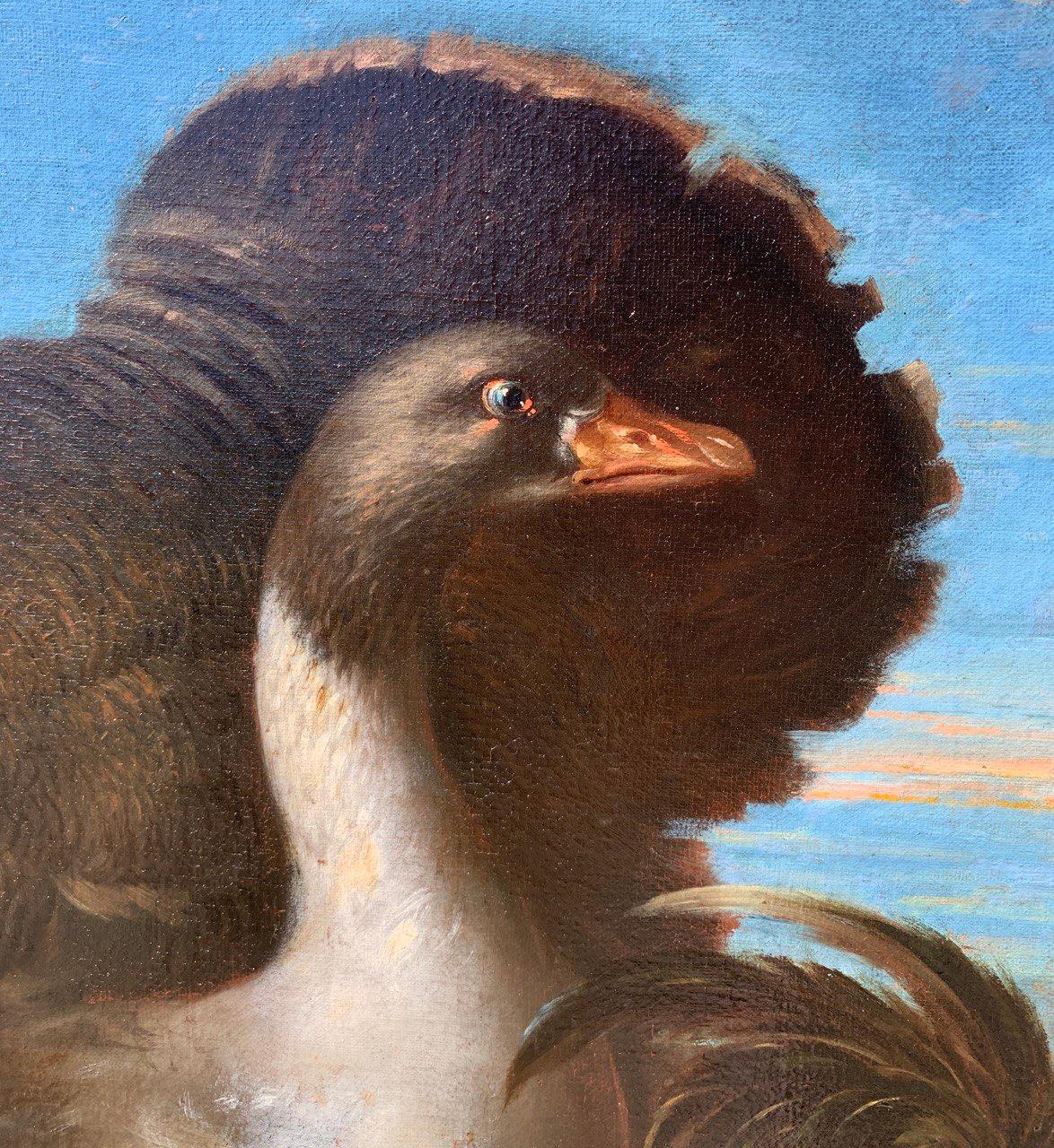 Baroque Flemish master - 17th century animal painting - Live nature turkey ducks For Sale 7