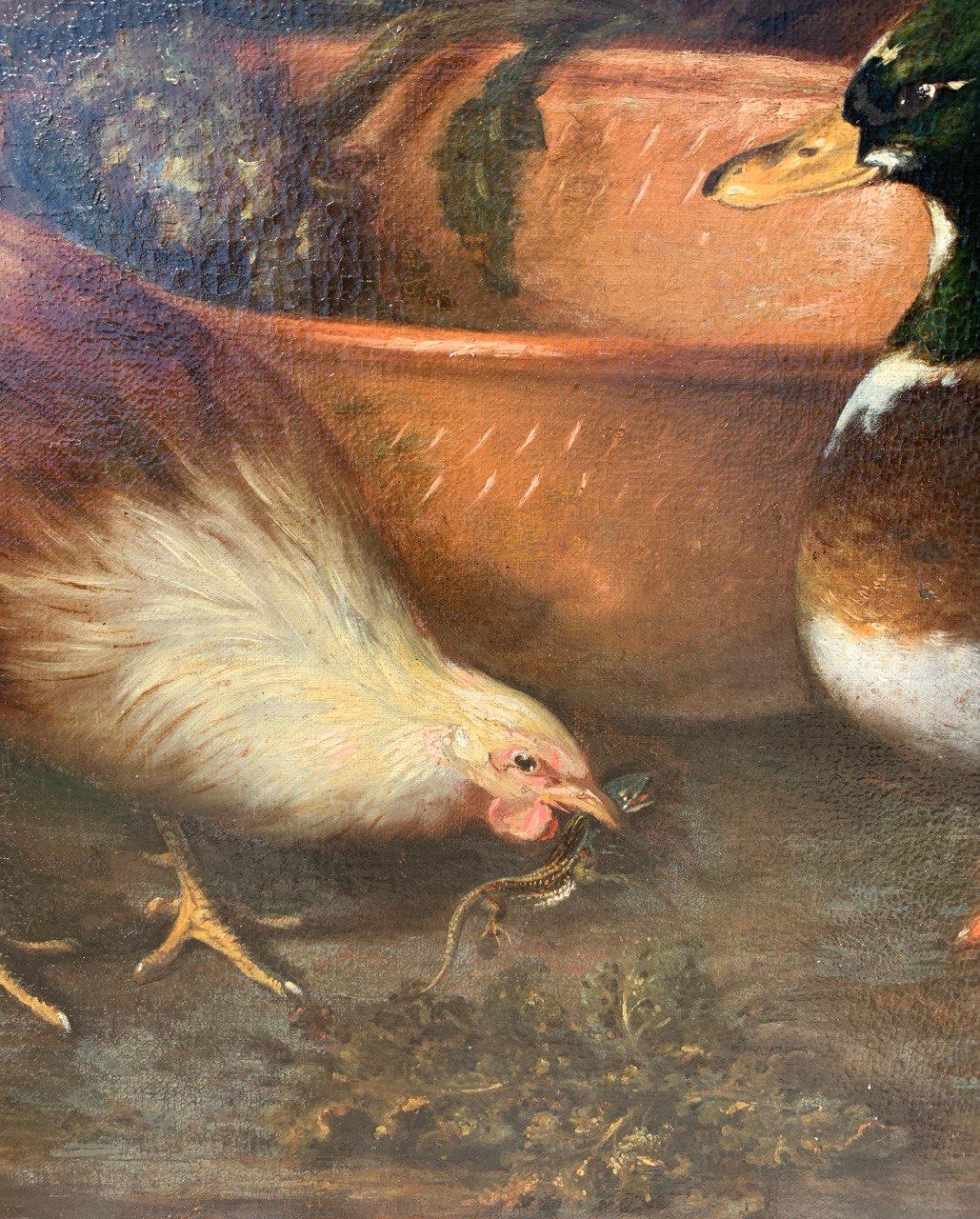 Baroque Flemish master - 17th century animal painting - Live nature turkey ducks For Sale 8