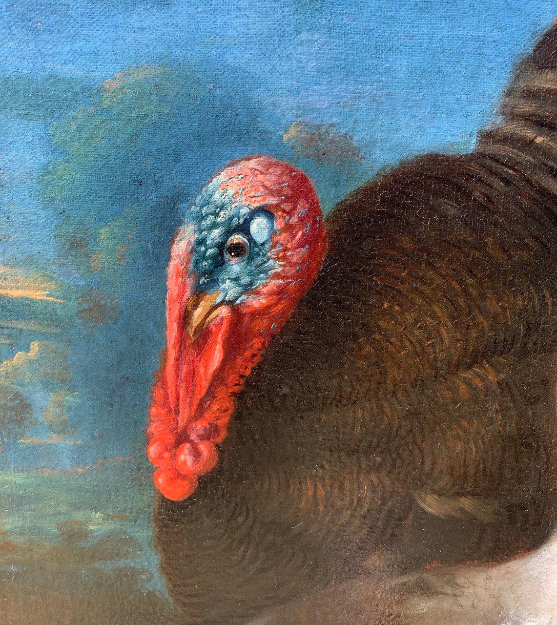 Baroque Flemish master - 17th century animal painting - Live nature turkey ducks For Sale 9