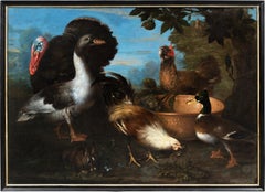 Baroque Flemish master - 17th century animal painting - Live nature turkey ducks