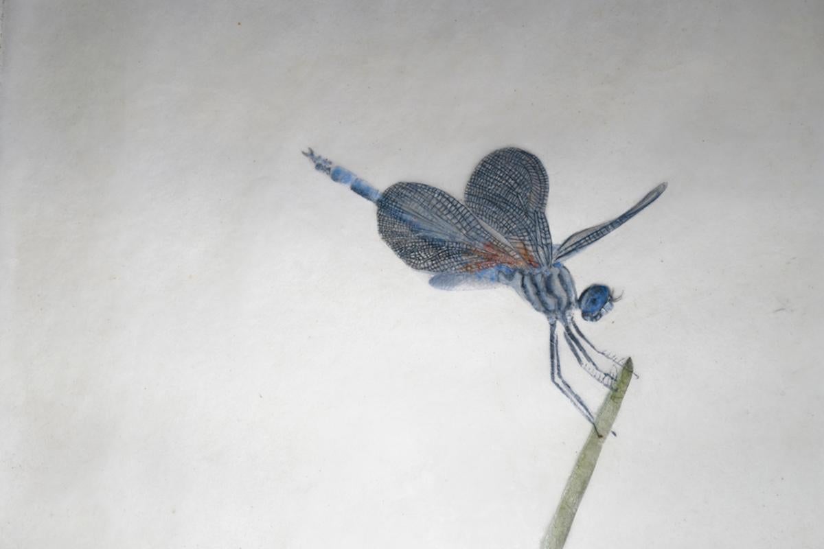 Blue Dragonfly by David W M Roberts - Painting by Unknown