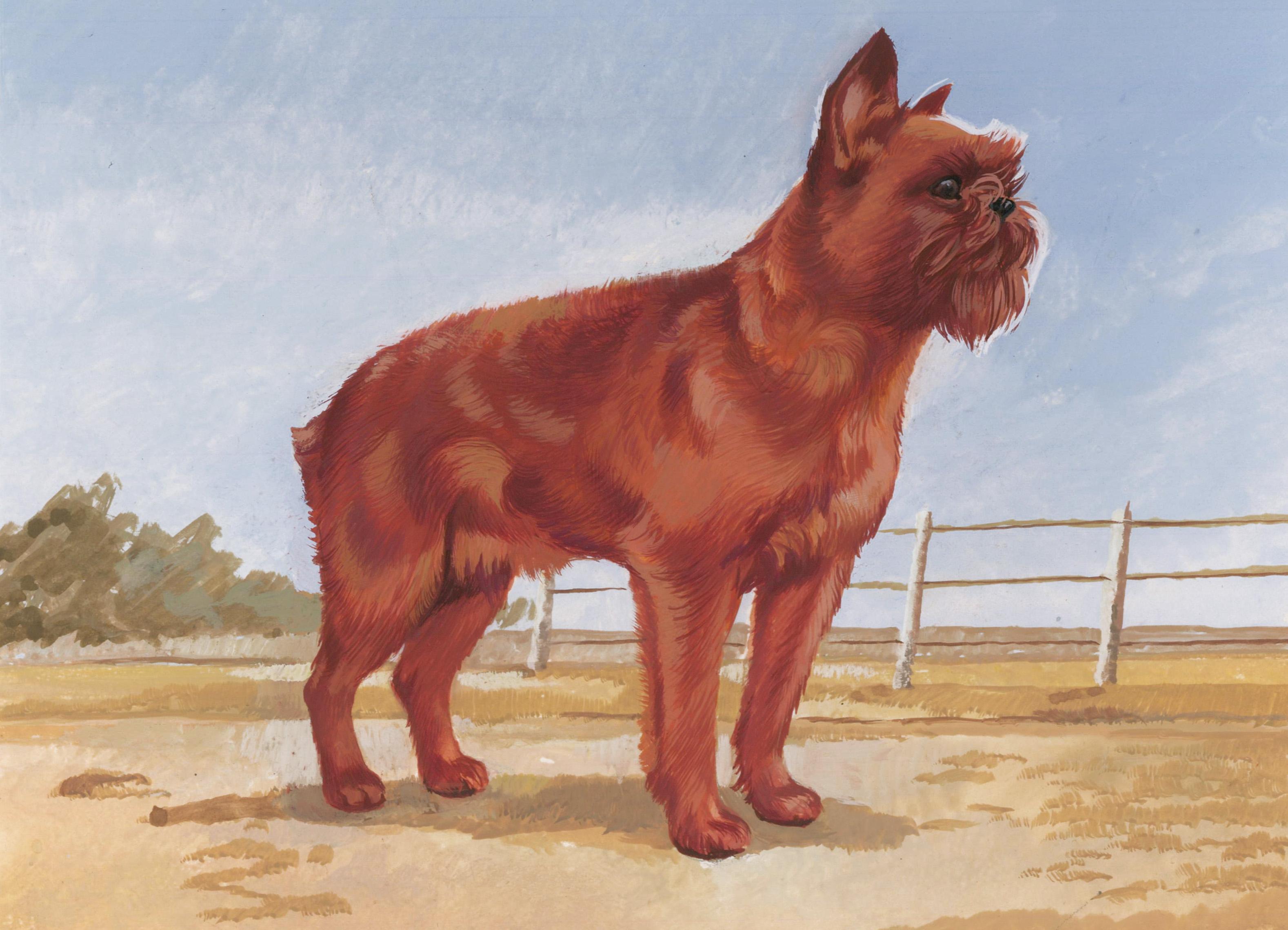 Unknown Animal Painting - Brussels Griffon Painting