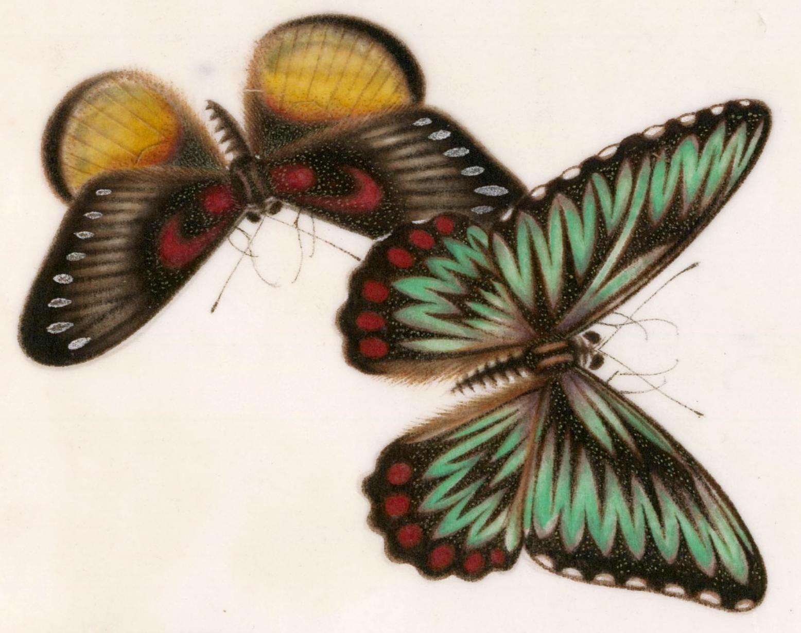 'bronze elephant lychee'